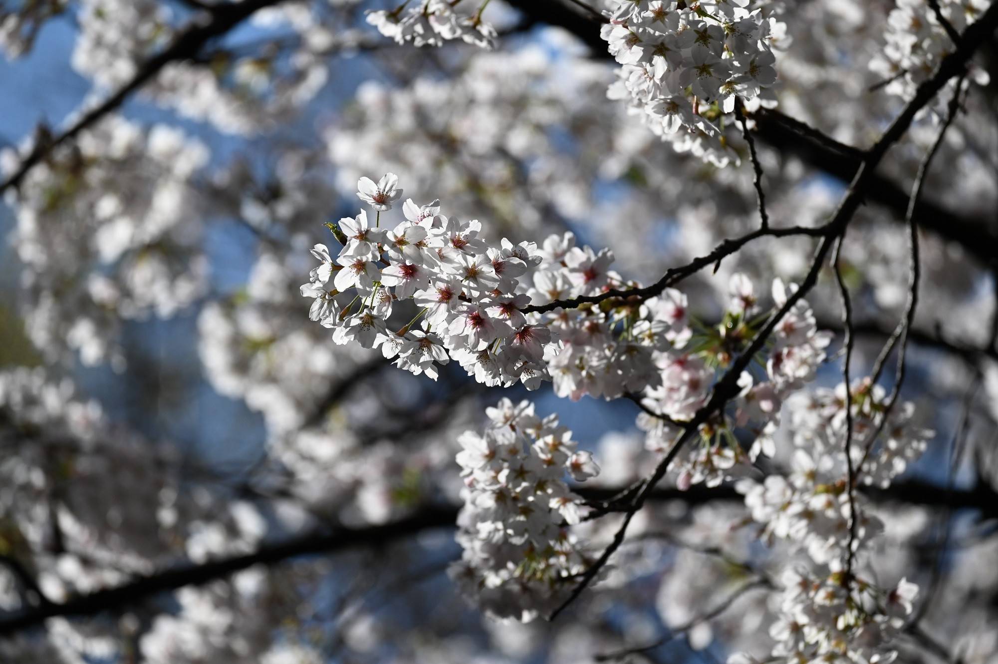 ライオン前 (2).jpg