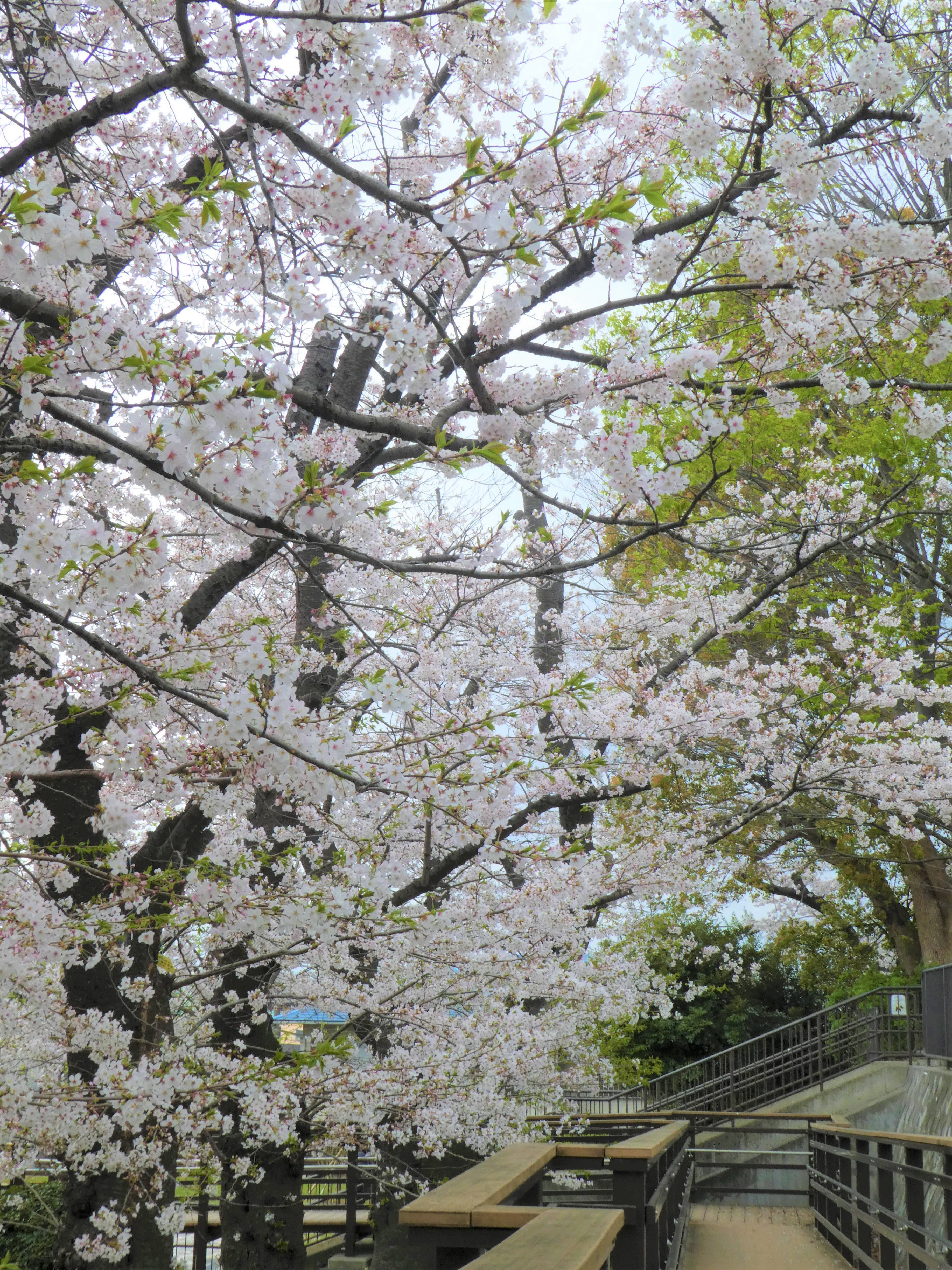 木橋の桜.jpg