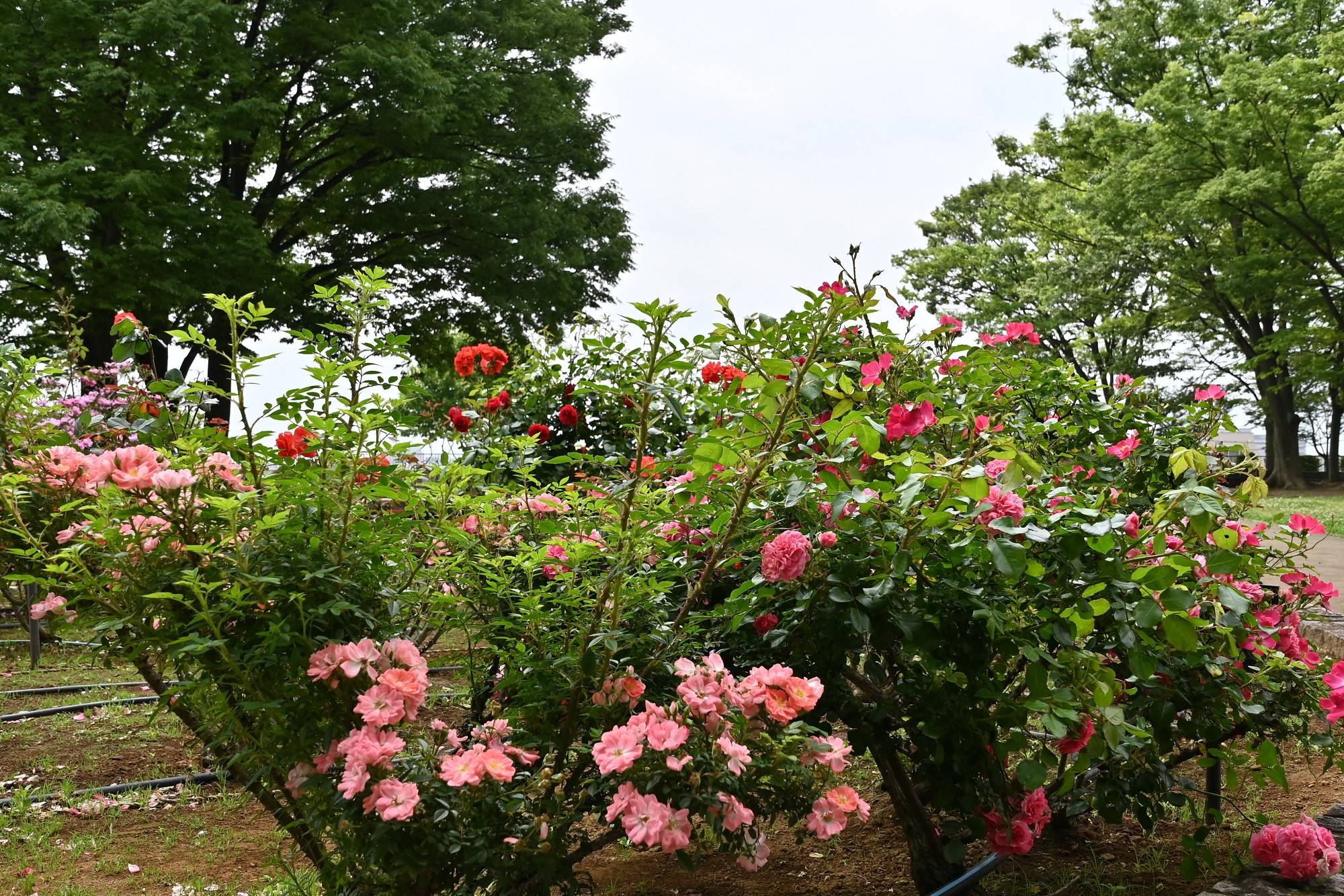 バラ園.jpg