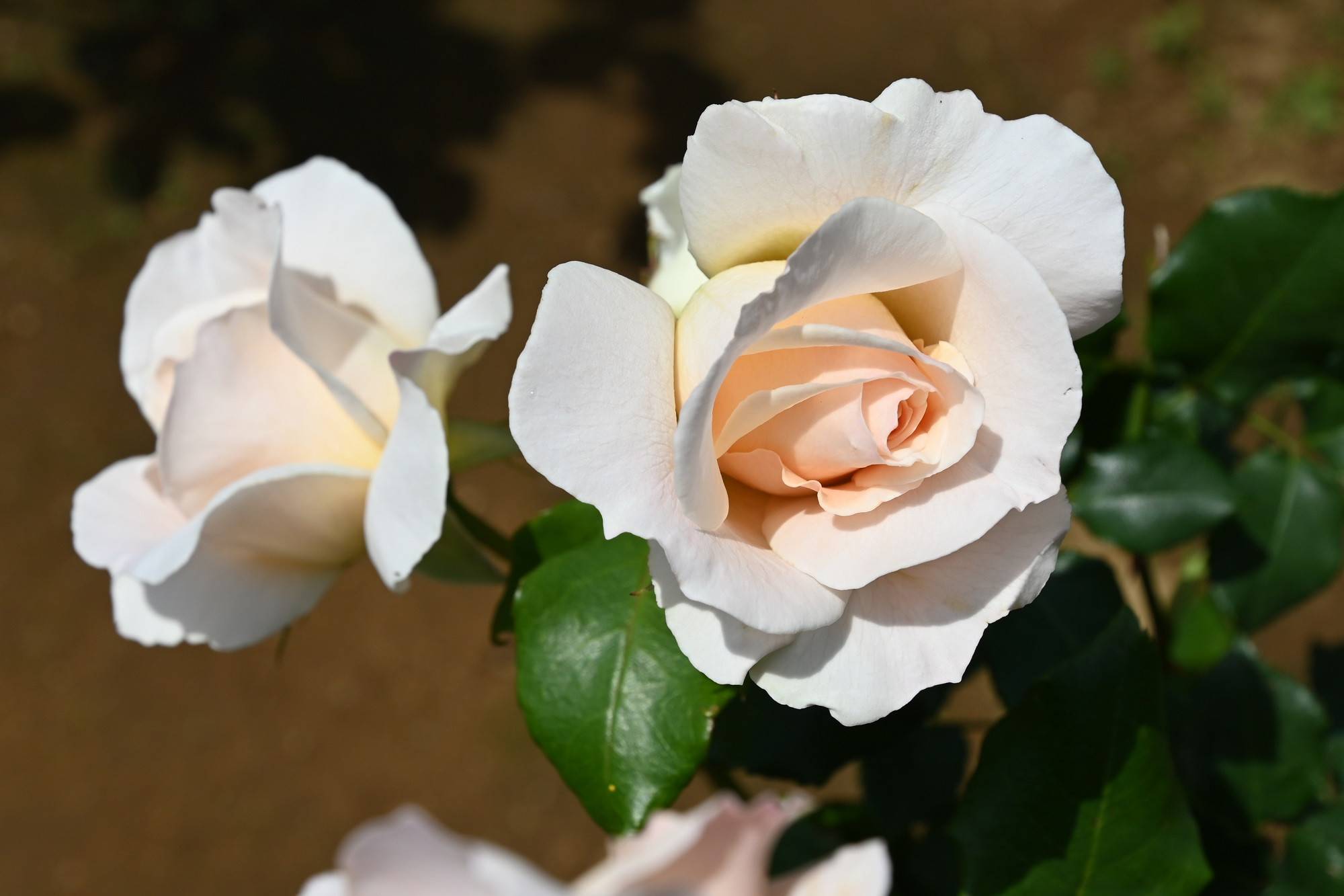 フレンチレース (4).jpg