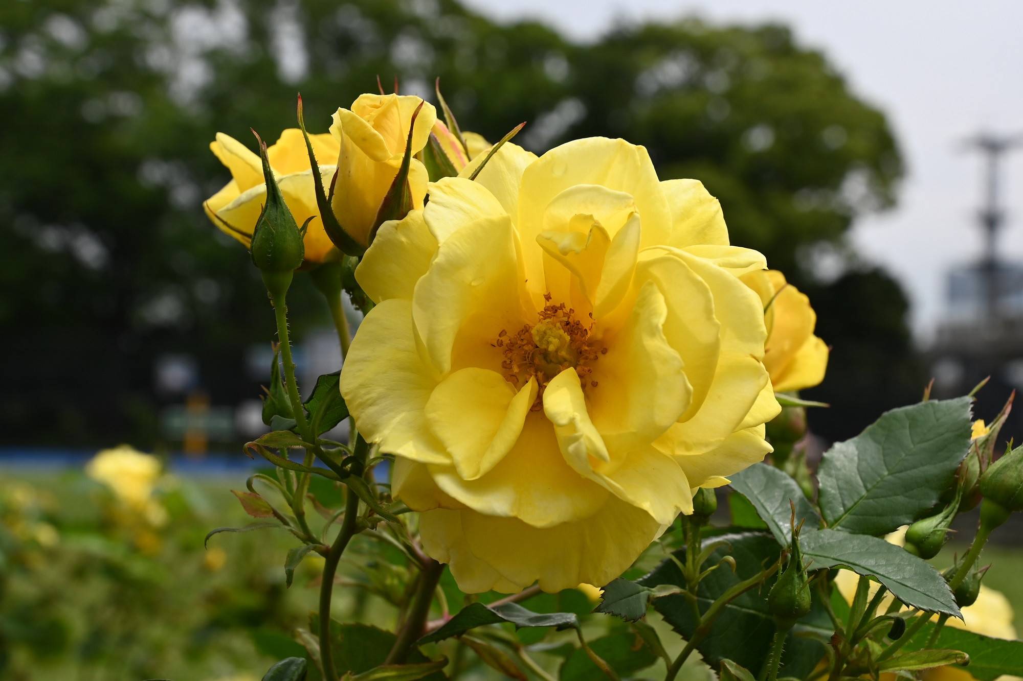 伊豆の踊子 (2).jpg