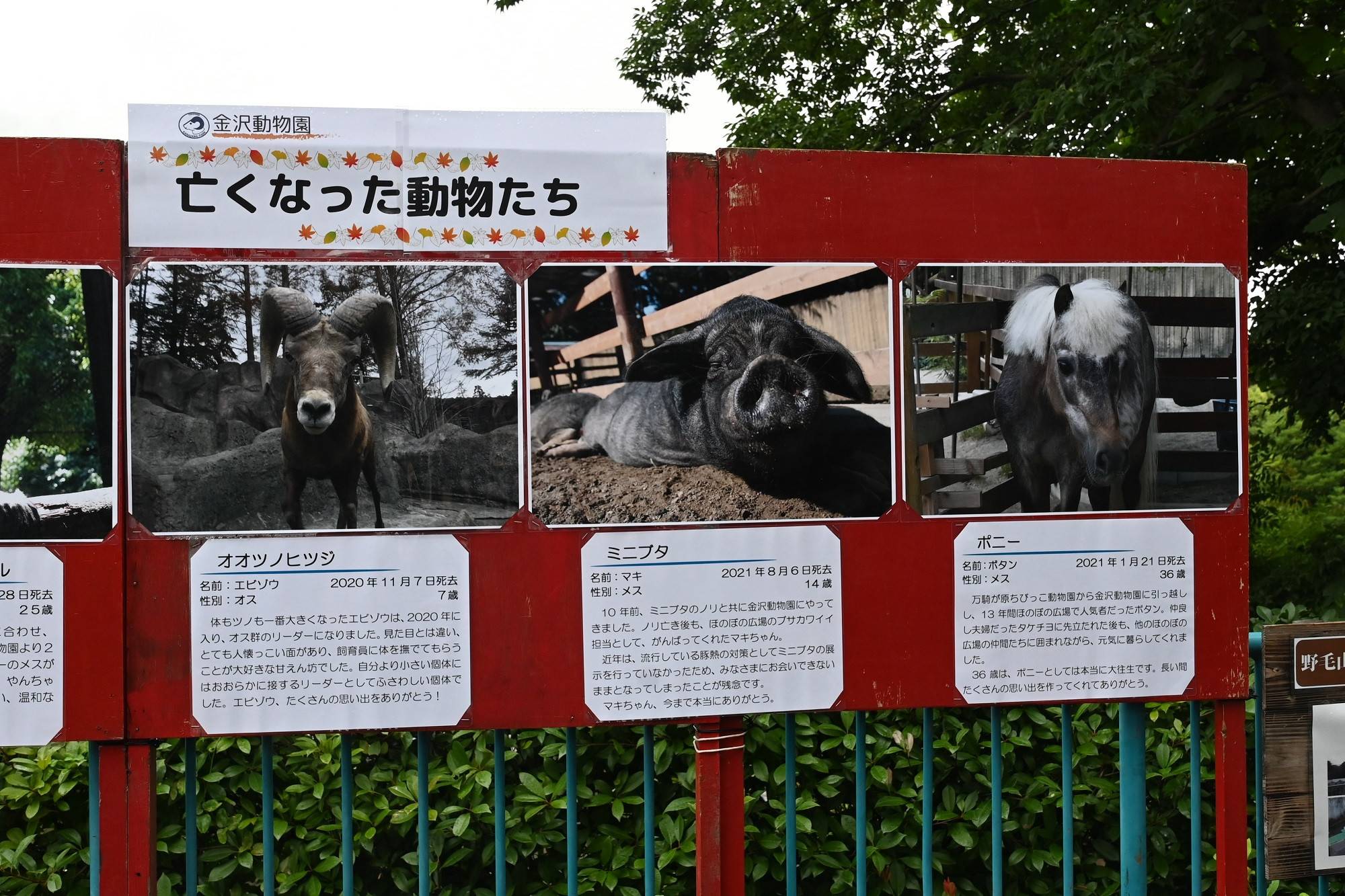(金沢:亡くなった動物たち).jpg