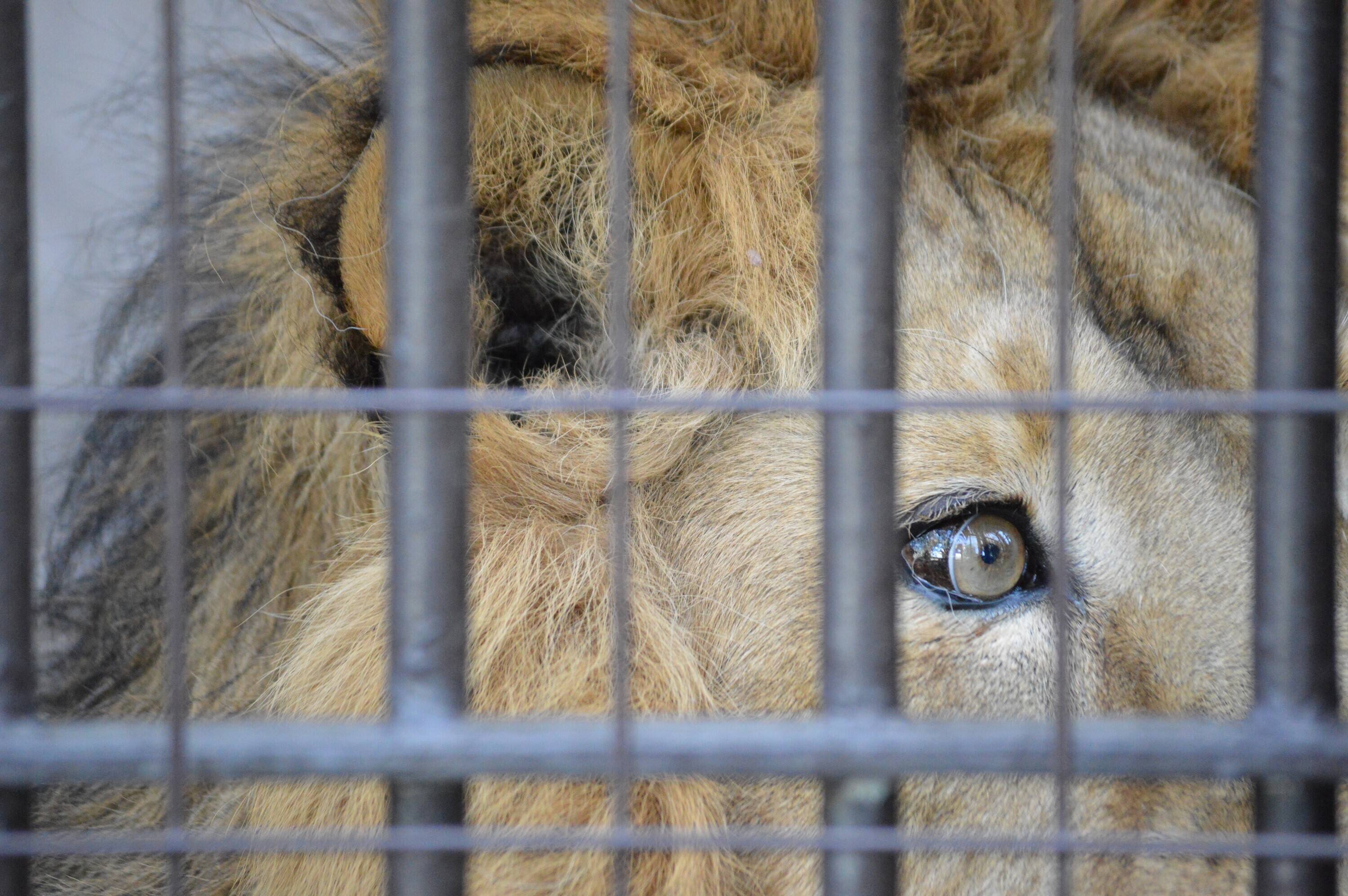 ライオン「ラージャー」 (2).jpg