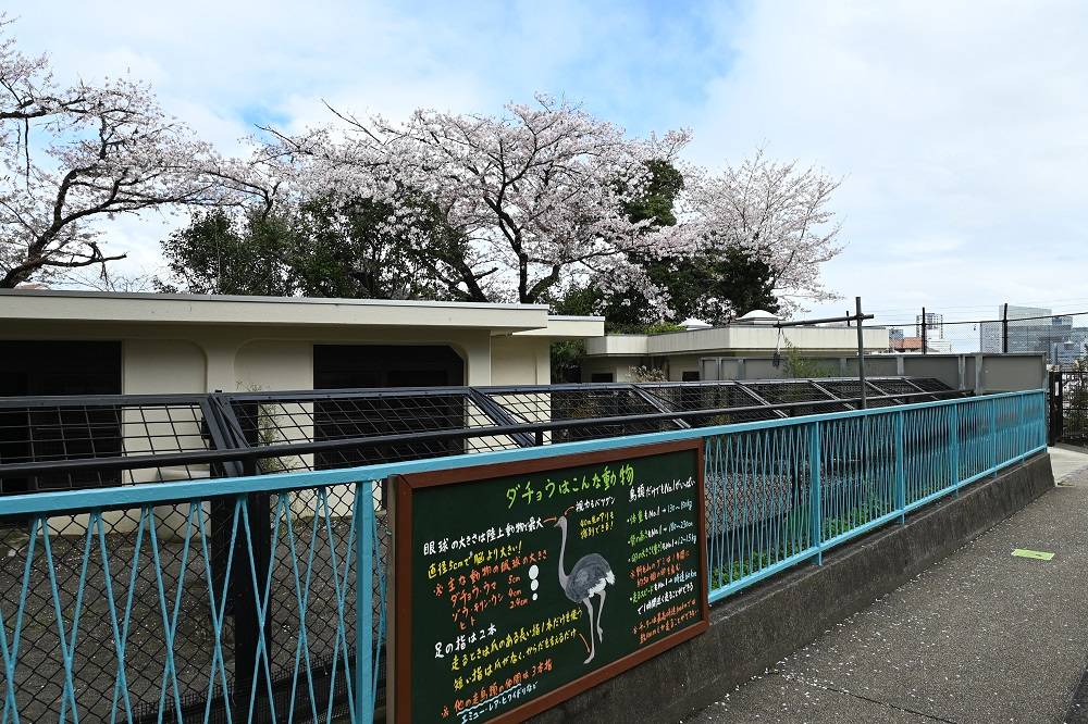 ダチョウ舎とソメイヨシノ（4月5日撮影）.jpg