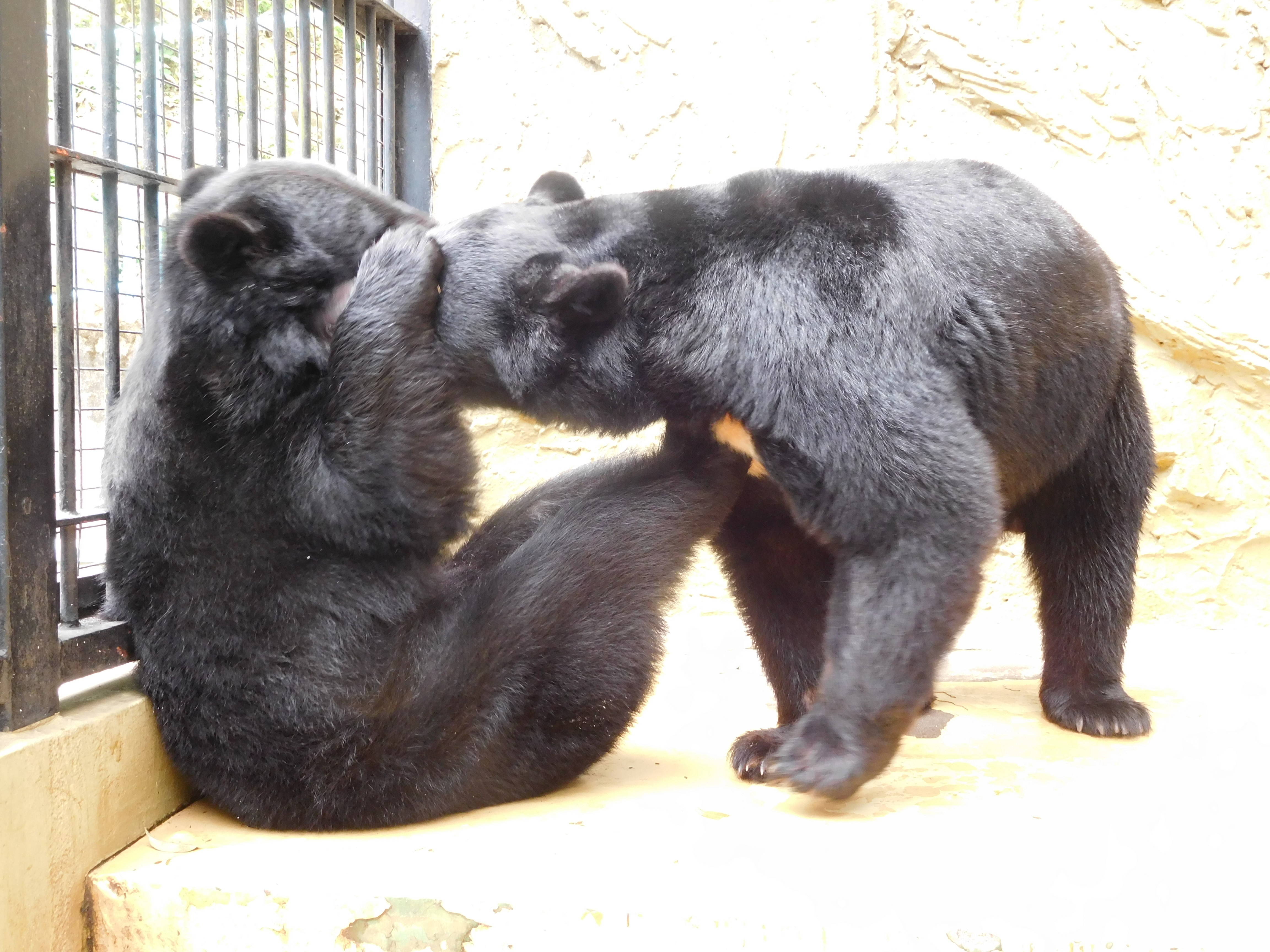 今年も恋の季節がやってきた 動物トピックス 野毛山動物園公式サイト 公益財団法人 横浜市緑の協会