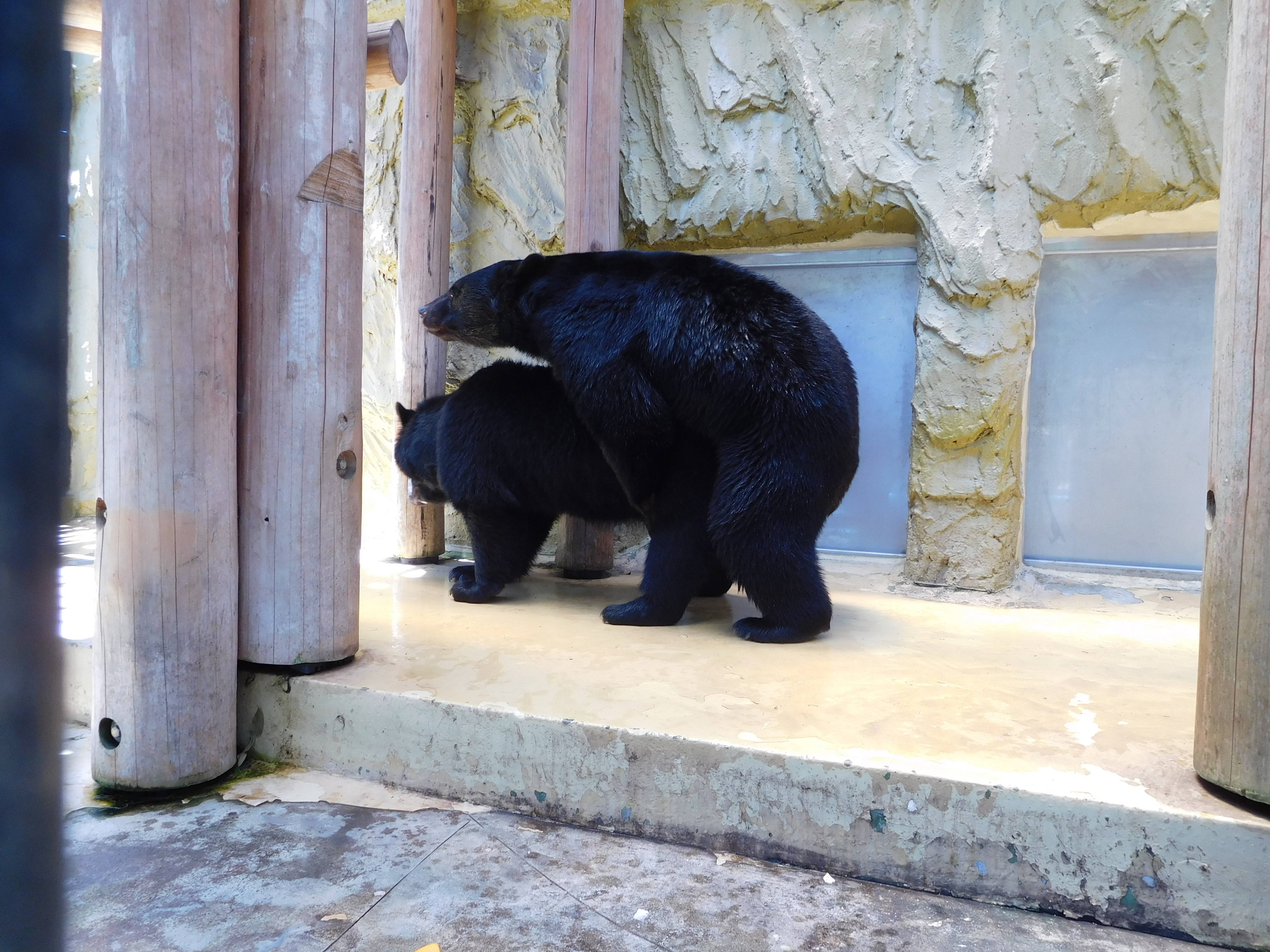 今年も恋の季節がやってきた 動物トピックス 野毛山動物園公式サイト 公益財団法人 横浜市緑の協会