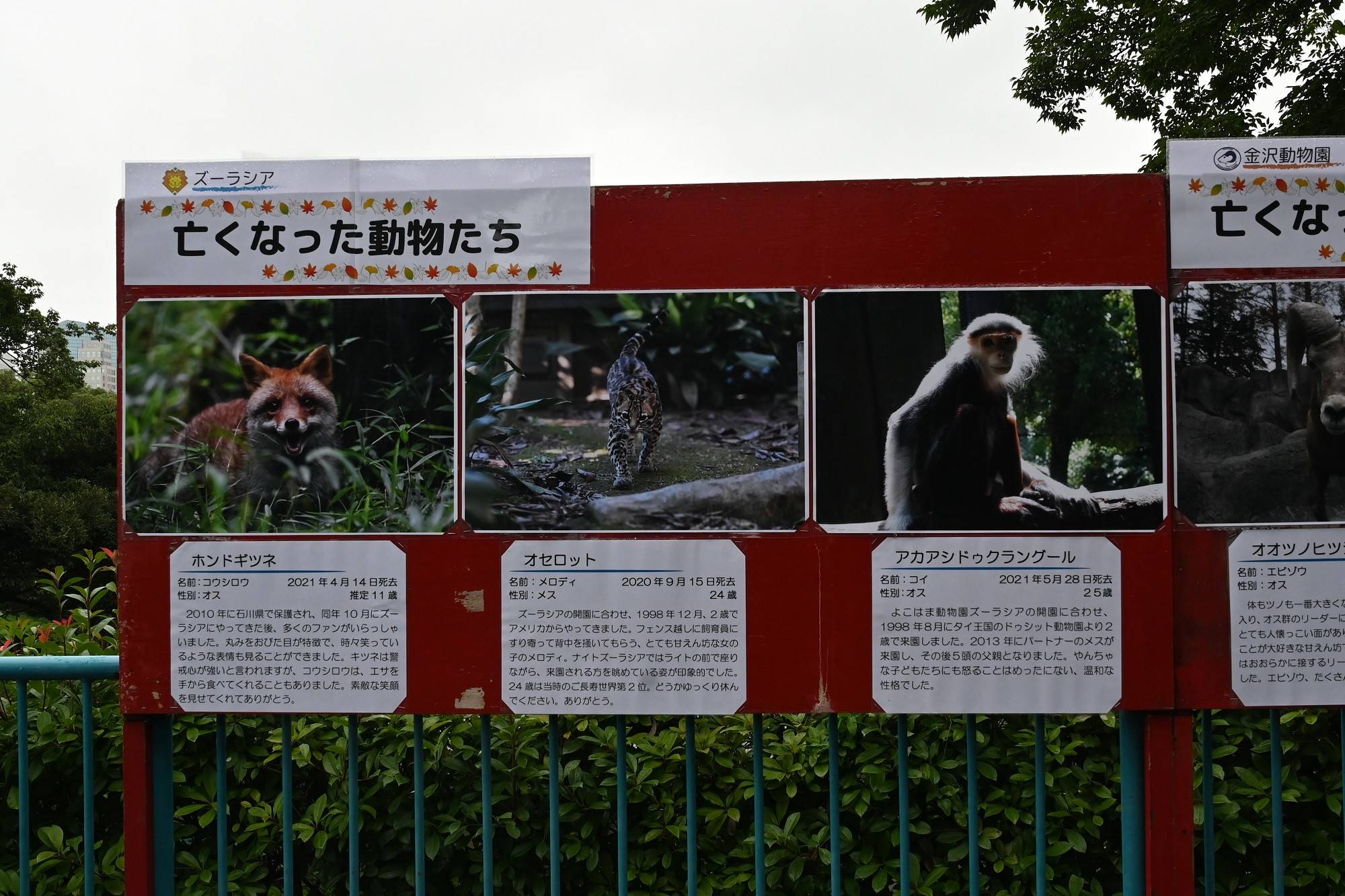 (ズーラシア:亡くなった動物たち).jpg