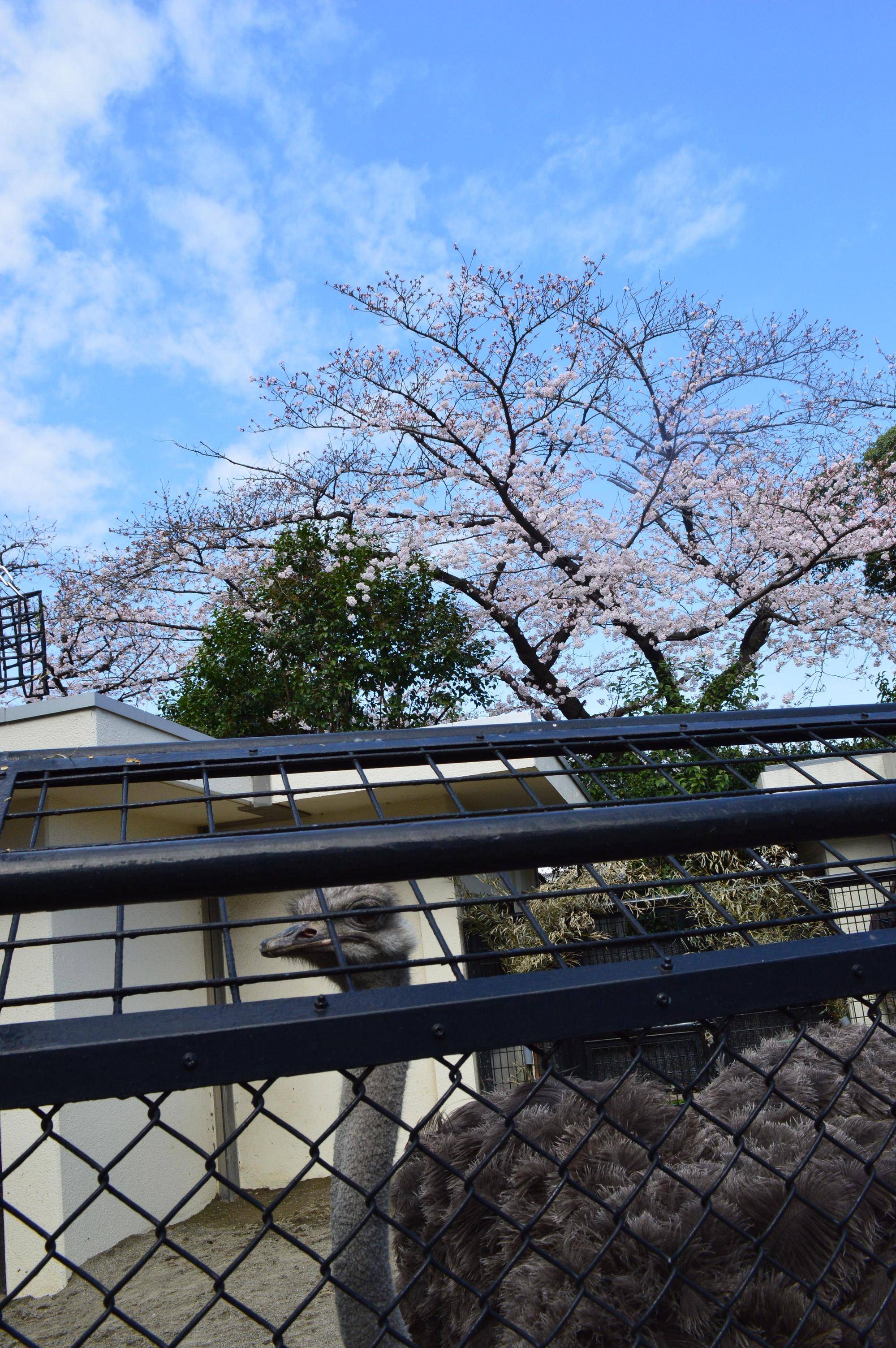 20220328ダチョウと桜.jpg