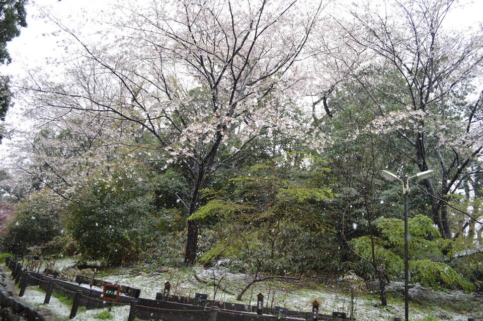 0329ボタン園と桜.jpg
