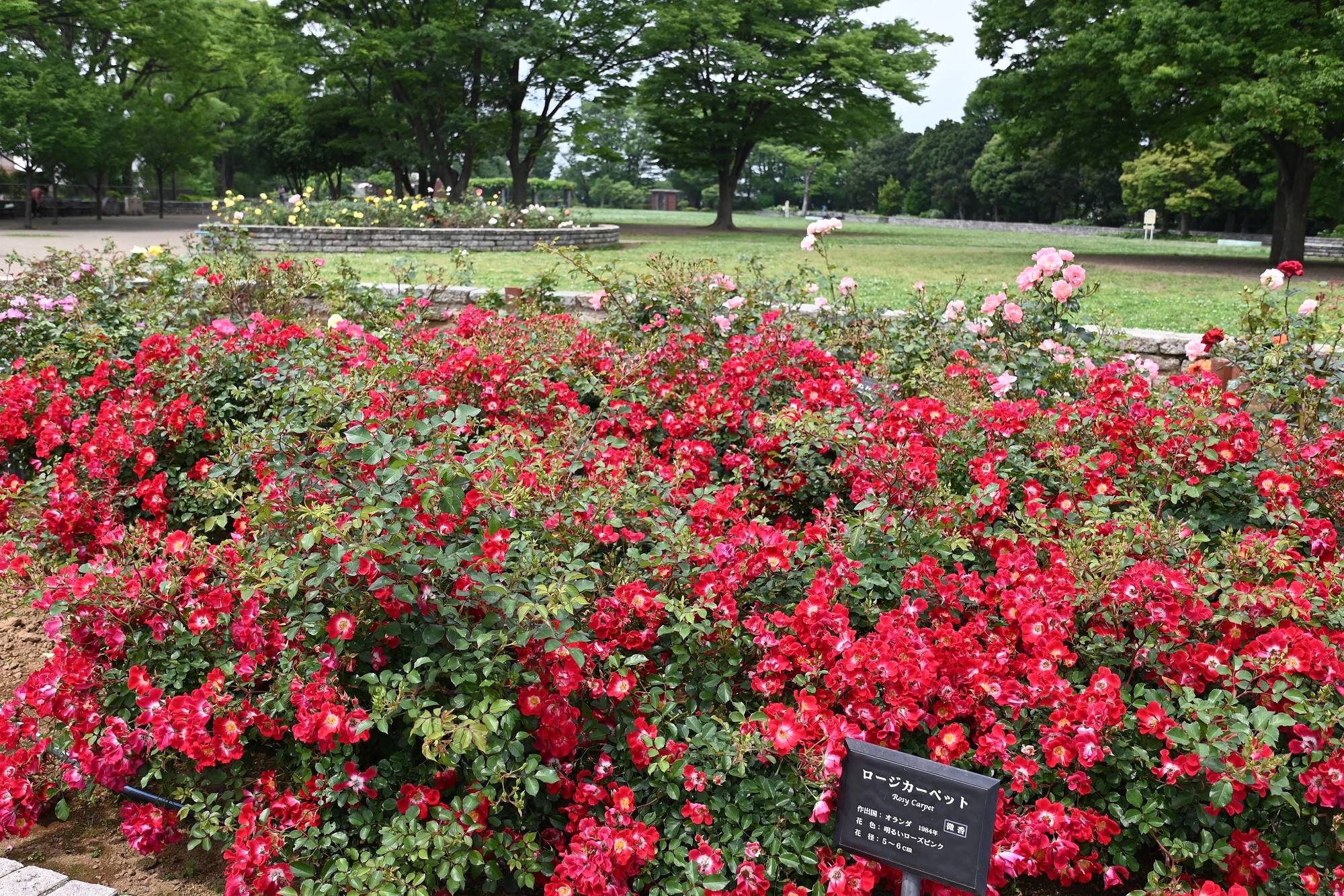 ロージカーペット (1).jpg