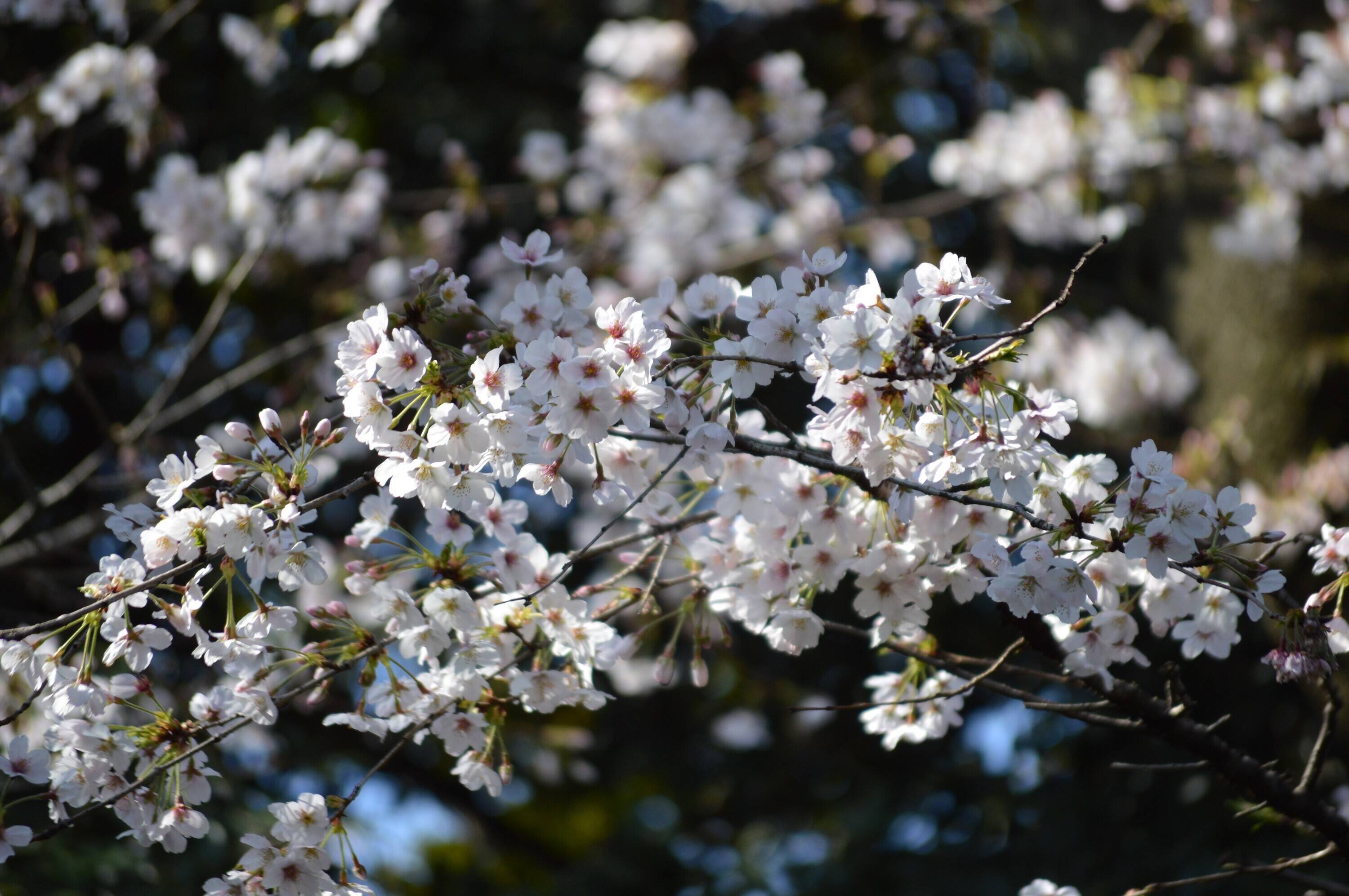 5分咲きの桜 3月26日 桜開花 野毛山動物園公式サイト 公益財団法人 横浜市緑の協会