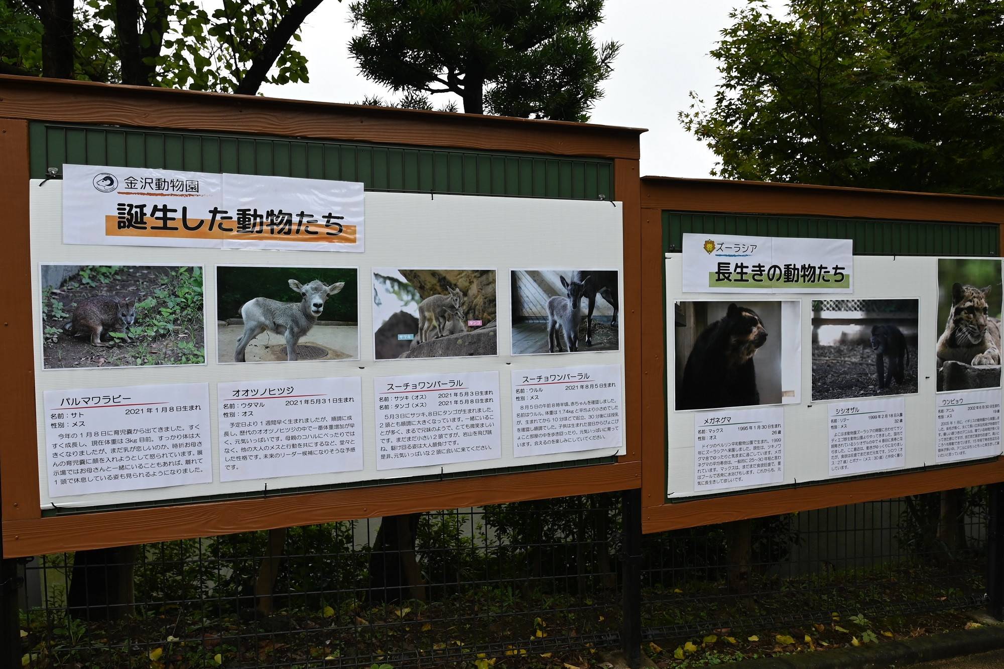 (金沢:誕生した動物たち).jpg