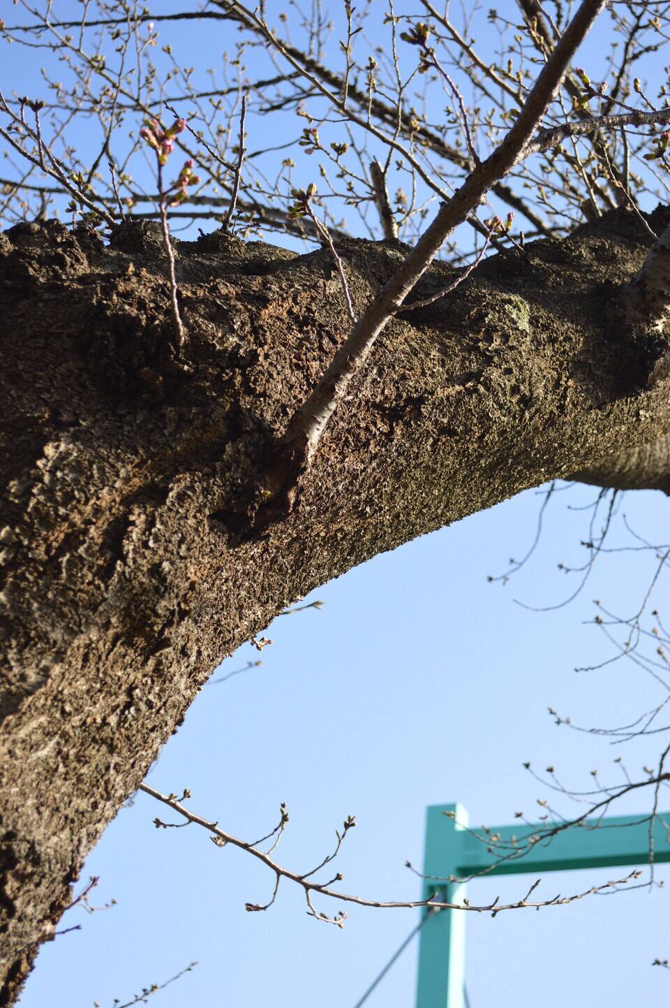 0321吊り橋の桜②.jpg