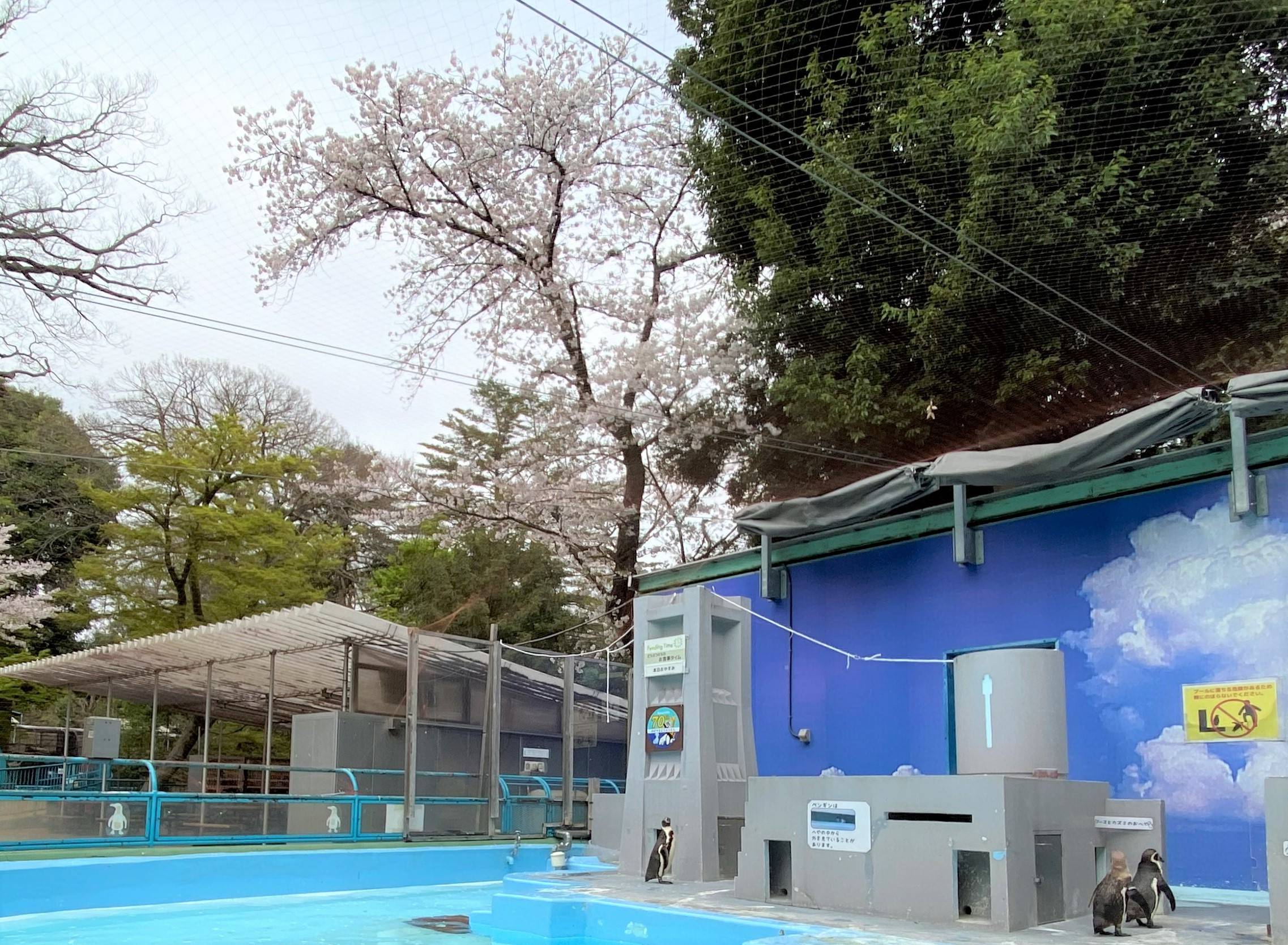 桜とペンギン2.jpg