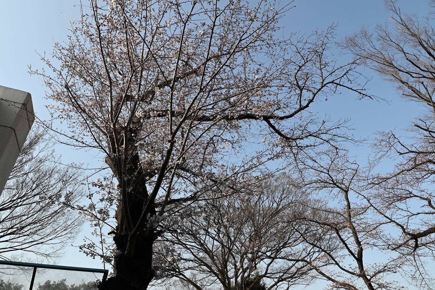 20220325キリン前のソメイヨシノ.jpg