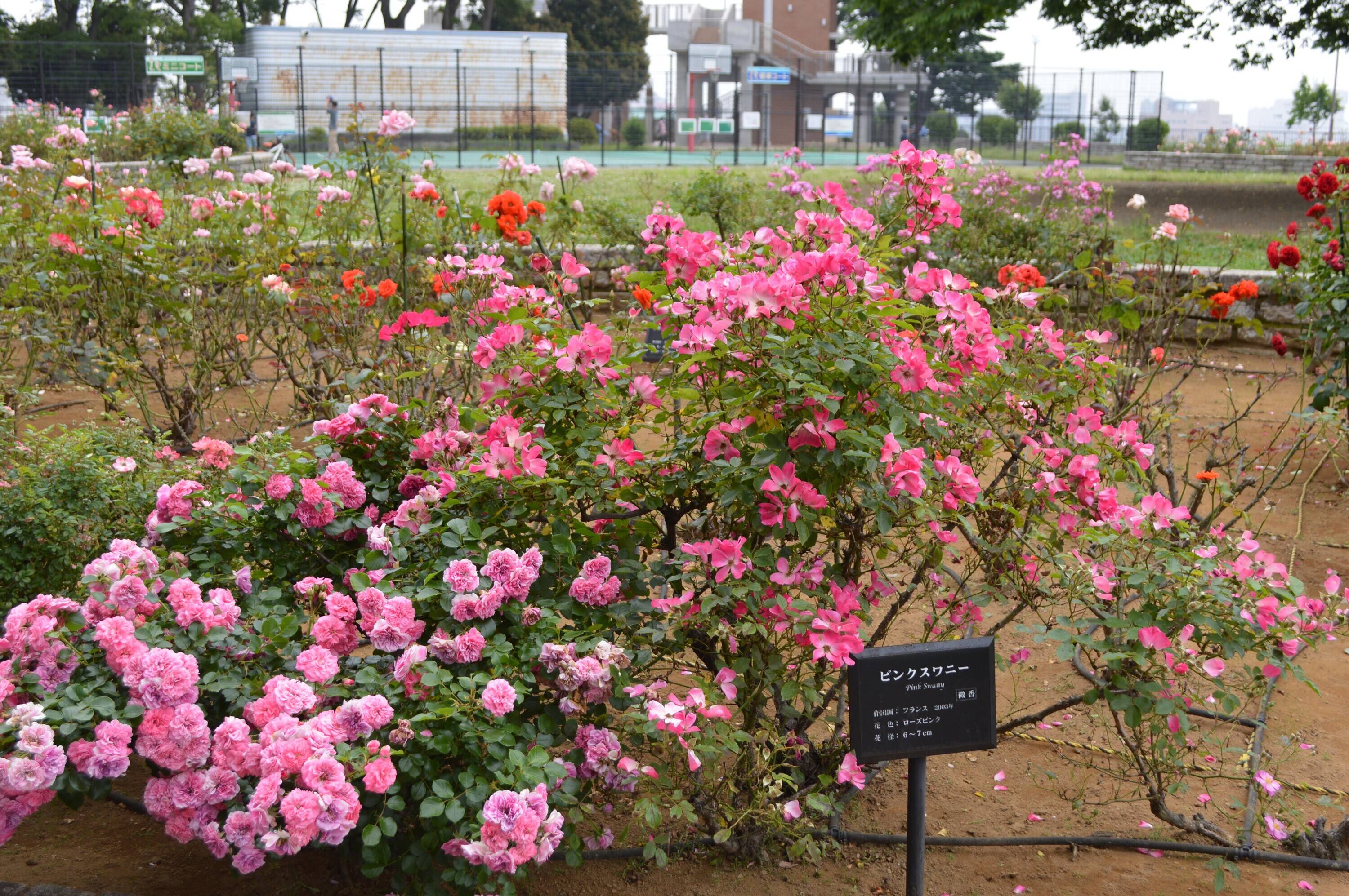 バラ園①.jpg