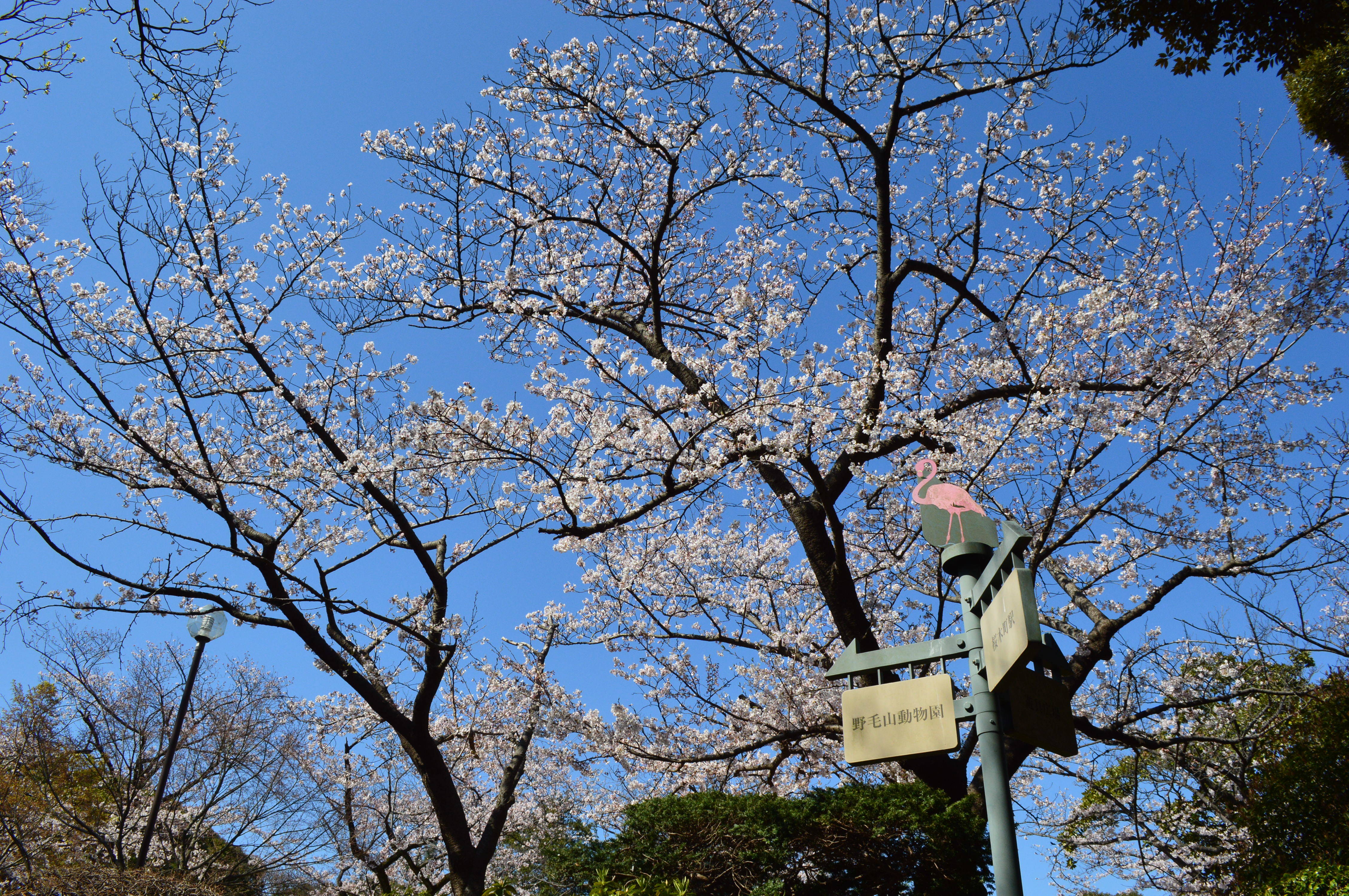 野毛山公園サクラ見頃です 散策地区 桜開花 野毛山動物園公式サイト 公益財団法人 横浜市緑の協会