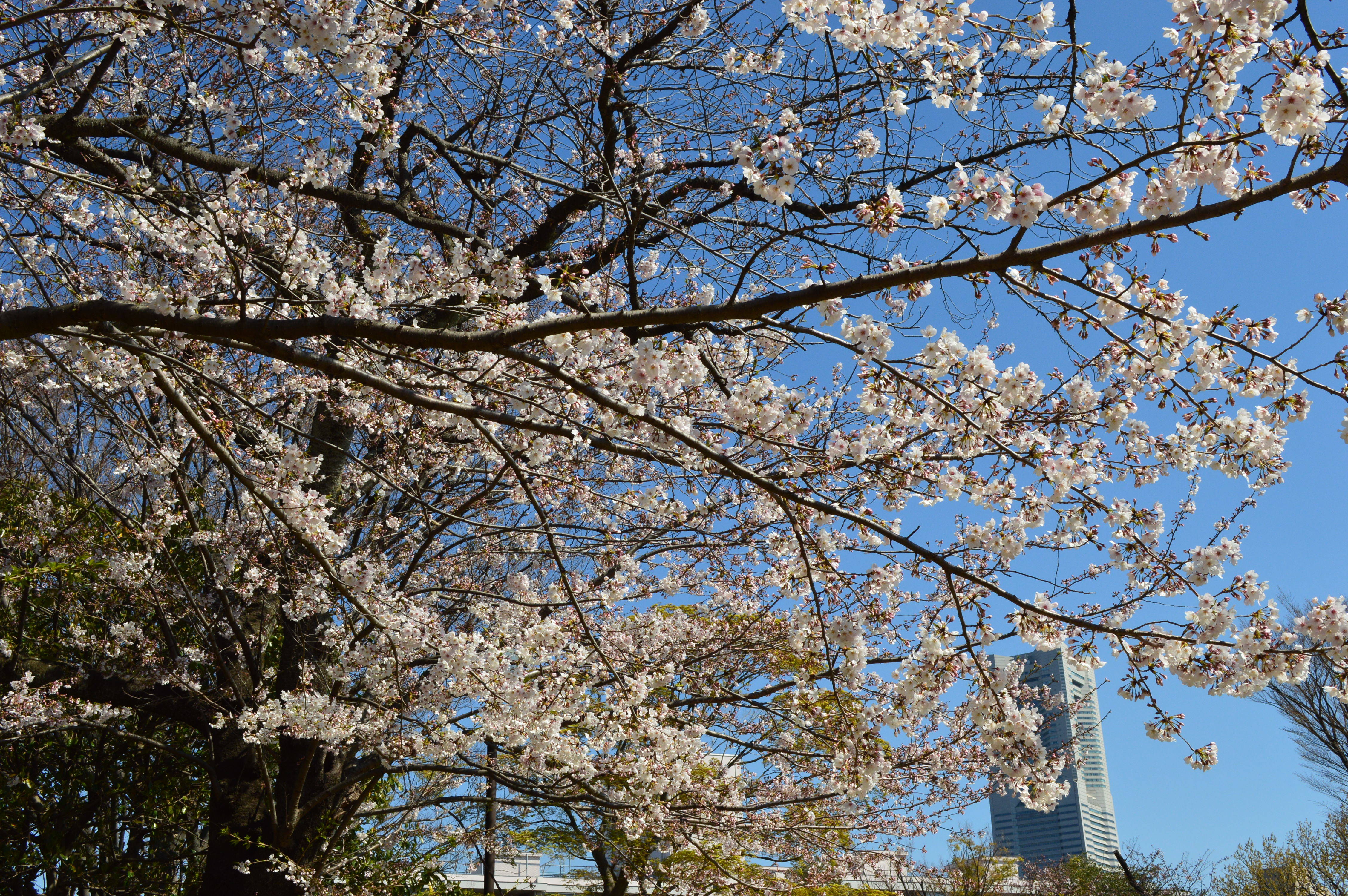 野毛山公園サクラ見頃です 散策地区 桜開花 野毛山動物園公式サイト 公益財団法人 横浜市緑の協会