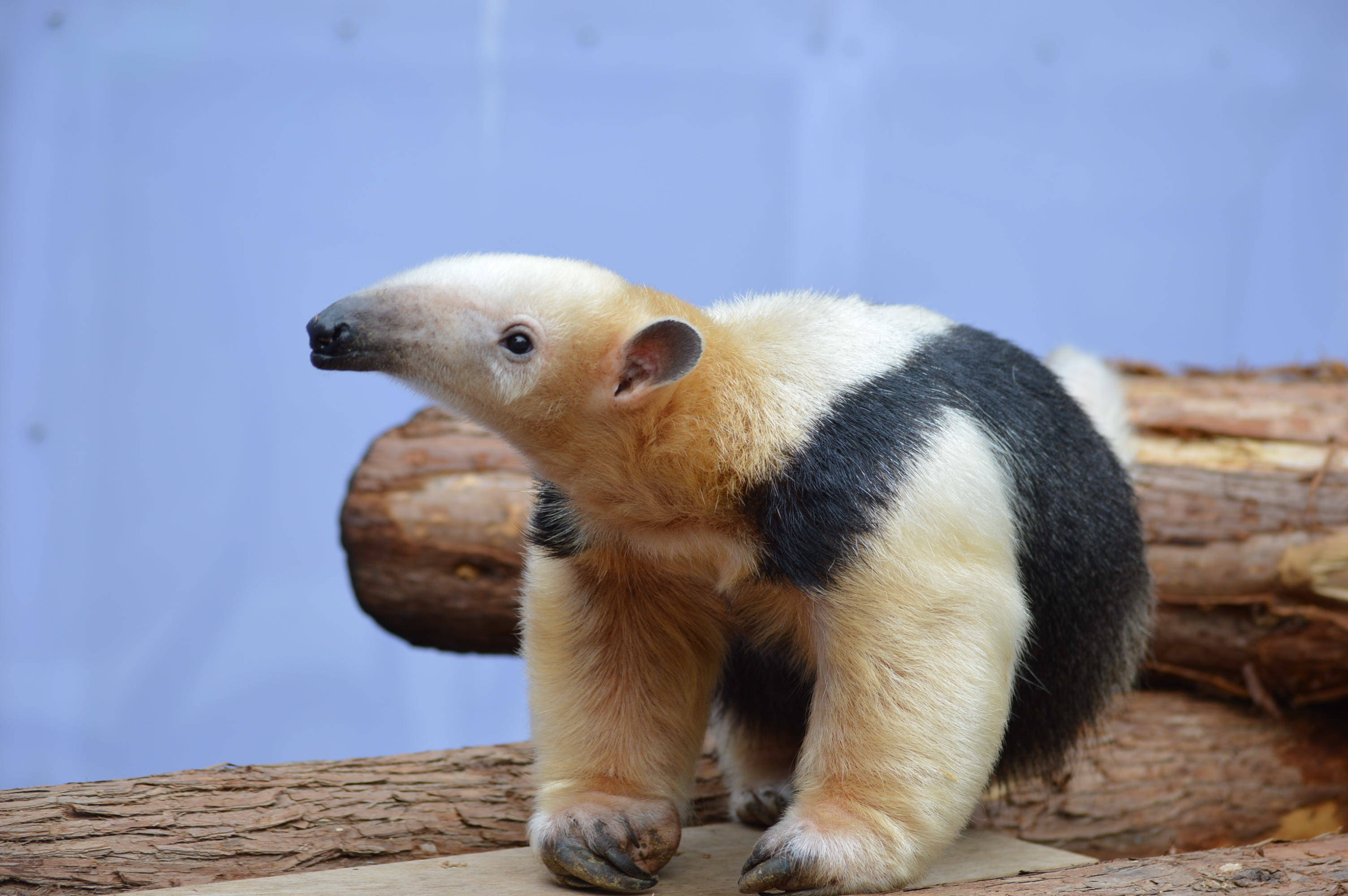 ミナミコアリクイ 動物たちのお食事タイム 繰り返しイベント 野毛山動物園公式サイト 公益財団法人 横浜市緑の協会 ミナミコアリクイ 動物たちのお食事タイム 繰り返しイベント 野毛山動物園公式サイト 公益財団法人 横浜市緑の協会