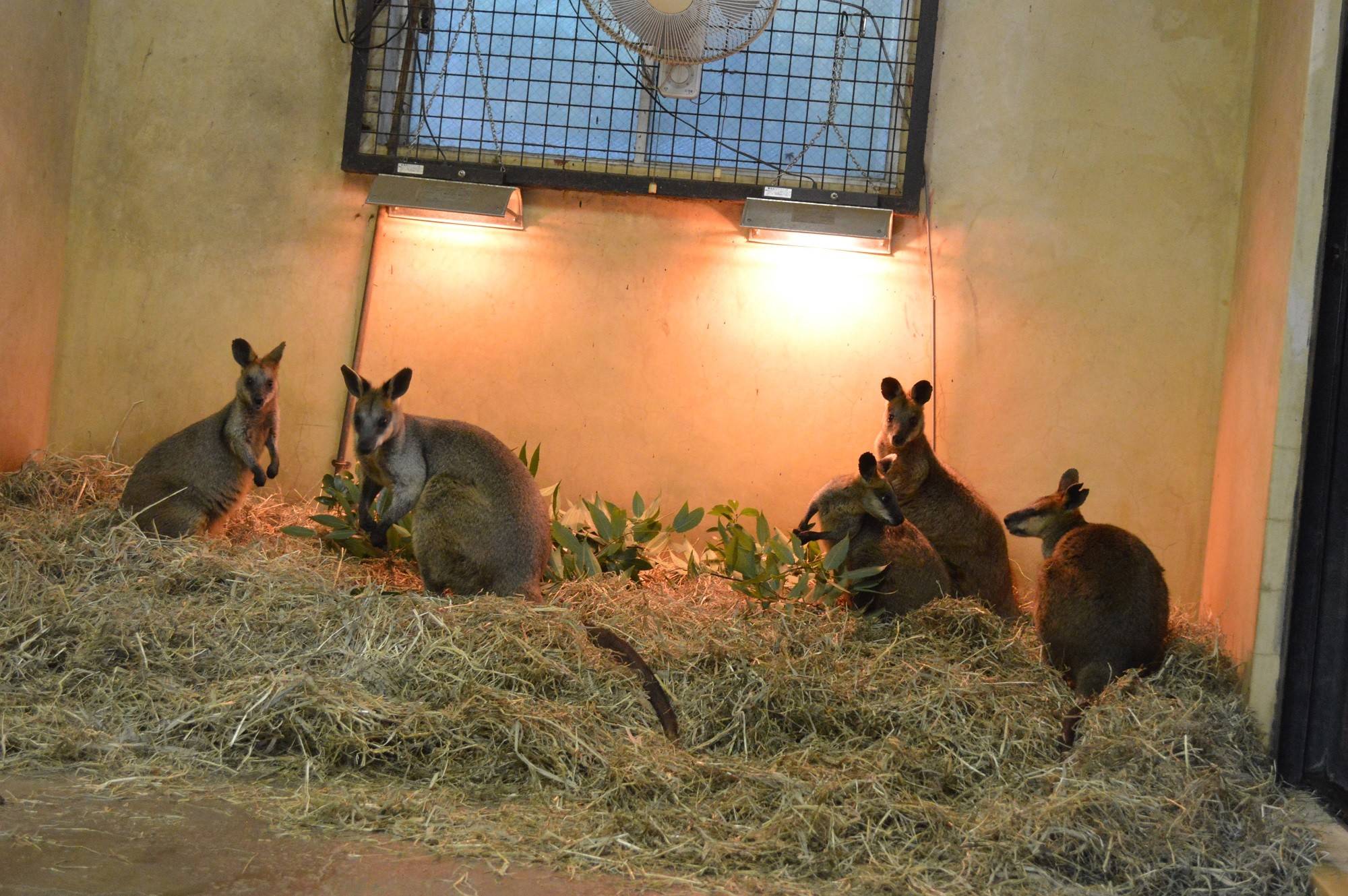 2016 ブログ トピック 0206⑤.jpg