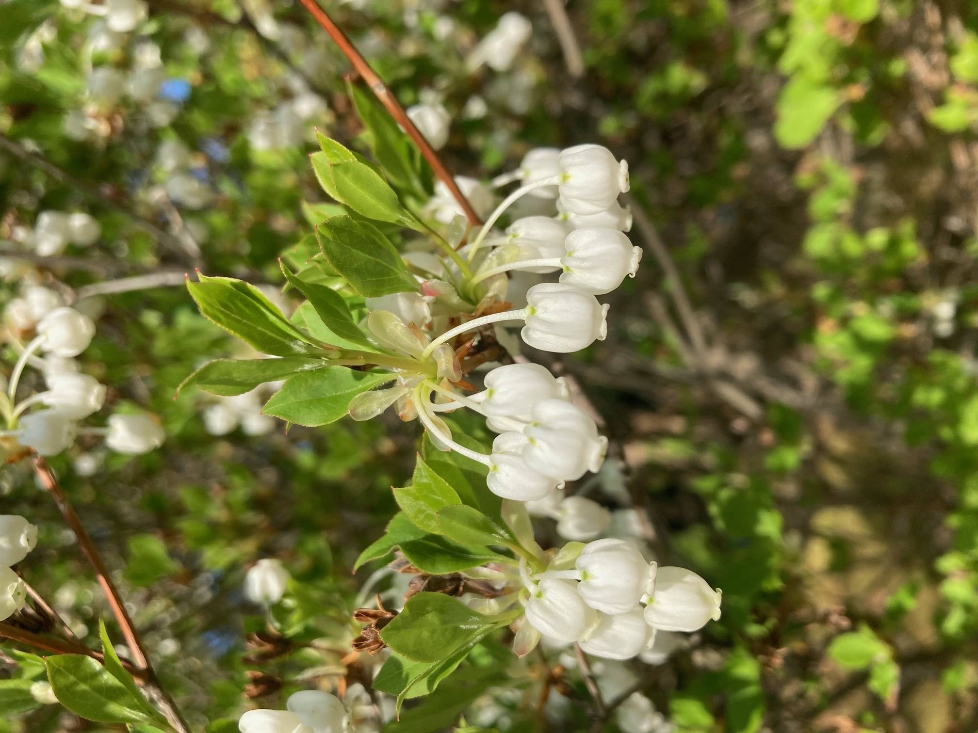 20220412　ドウダンツツジ (1).jpeg