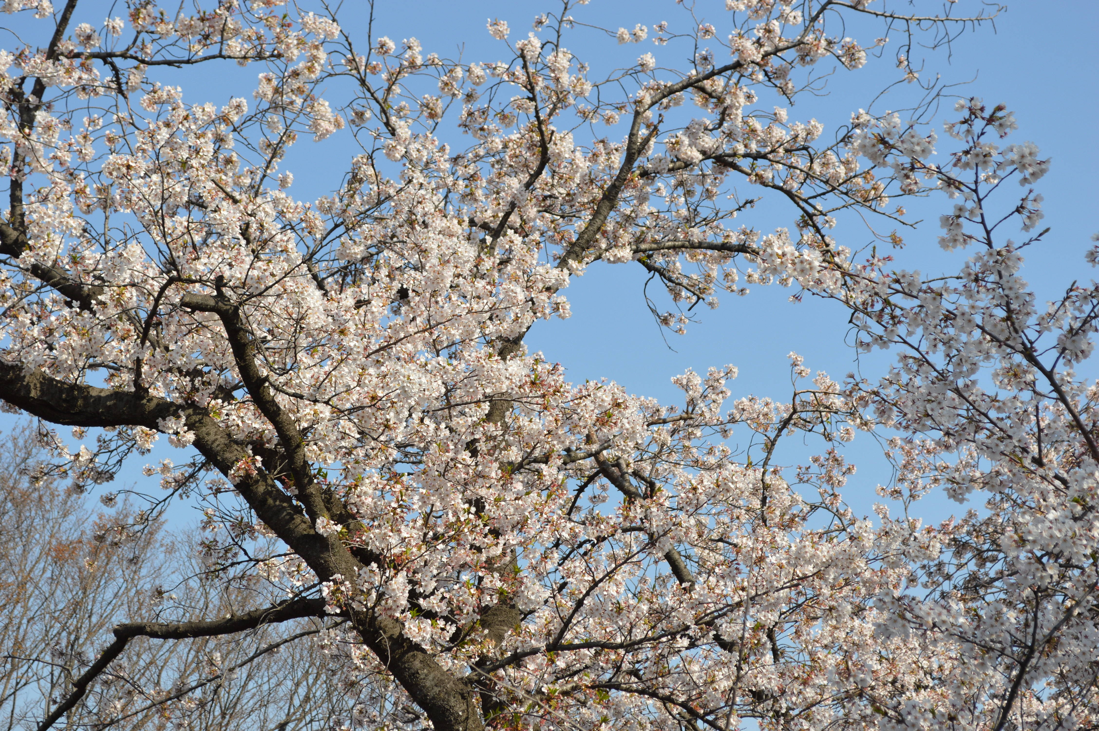 桜と動物たち 桜開花 野毛山動物園公式サイト 公益財団法人 横浜市緑の協会 桜と動物たち 桜開花 野毛山動物園公式サイト 公益財団法人 横浜市緑の協会