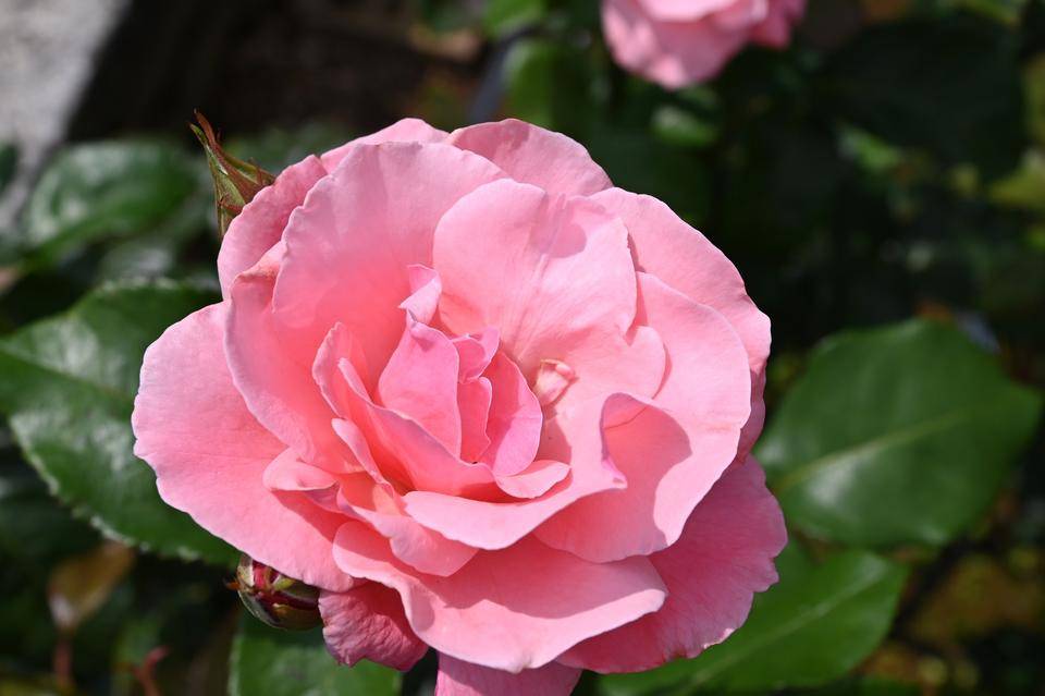 0531 クイーンエリザベス.jpg