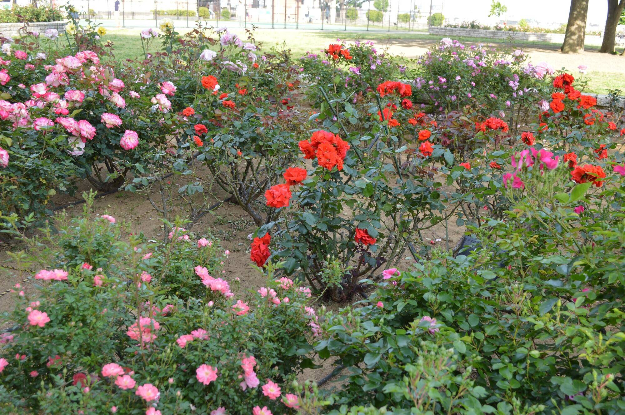 バラ園③.jpg