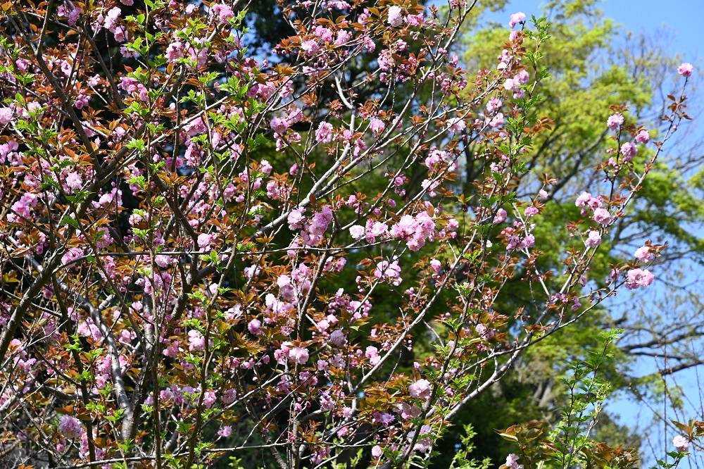 八重桜・山桜が見頃です。(2022年4月9日)|桜開花|ブログ 八重桜・山桜が見頃です。(2022年4月9日)|桜開花|ブログ