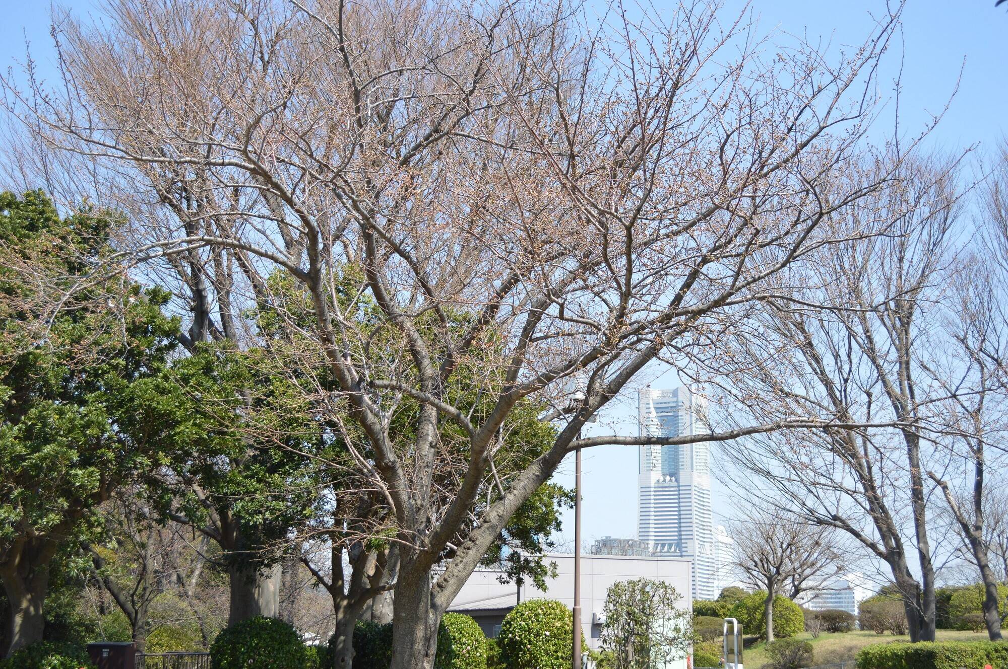 野毛山公園の桜開花情報 3月19日 桜開花 野毛山動物園公式サイト 公益財団法人 横浜市緑の協会