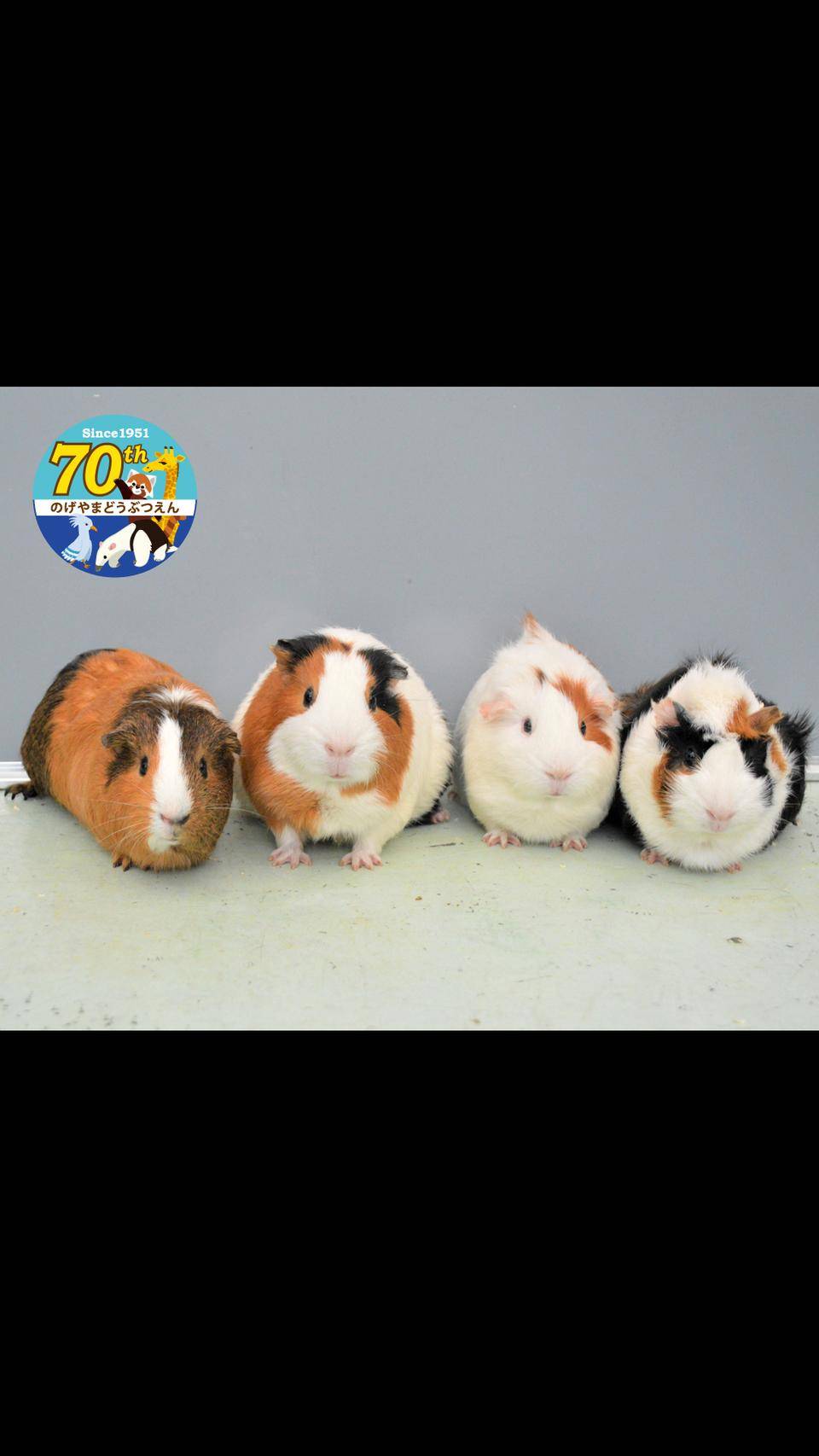 待ち受け画像 第四弾 イベント 講座 教室情報 野毛山動物園公式サイト 公益財団法人 横浜市緑の協会