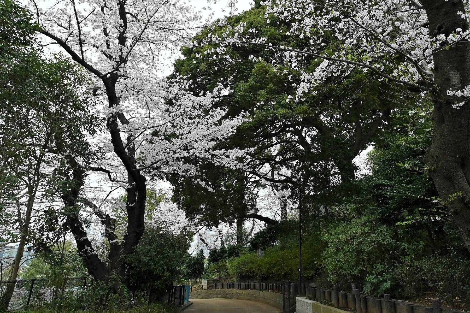 20220329インコミゾゴイ周辺ソメイヨシノ.jpg