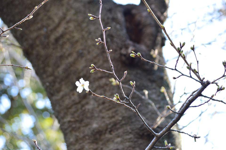 20210315爬虫類館横ソメイヨシノ.jpg