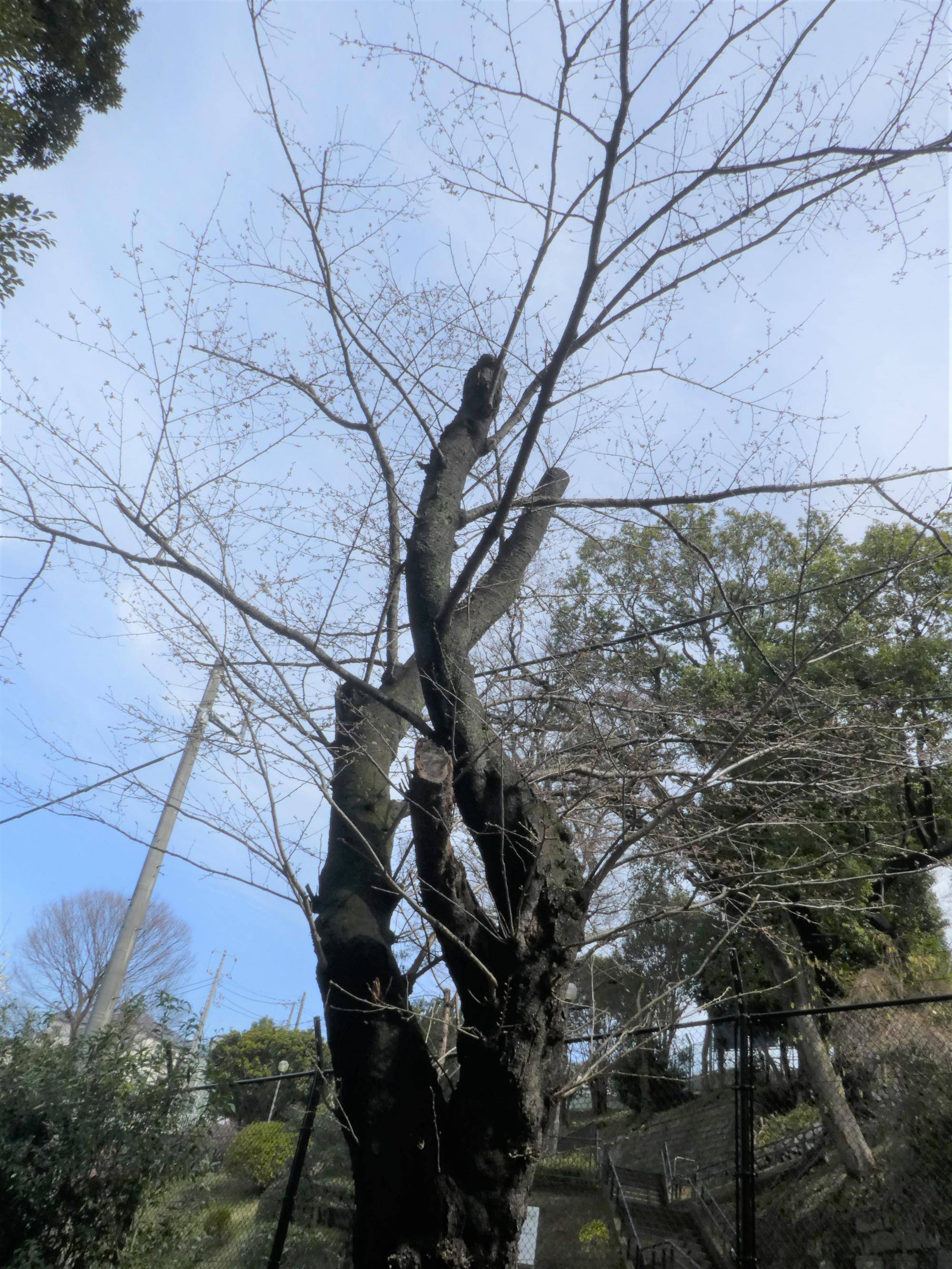 天然＊野生【山桜＊桜＊切り花＊つぼみの枝】ネコポス/可憐で素朴で可愛いです＾＾♪ 映画ロケ地「山桜」の花だより《2017年》 - 山形県鶴岡市あさひ