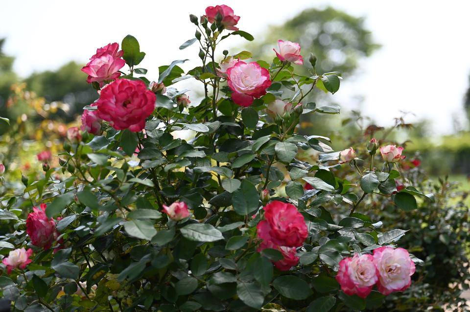 0531 ジュビレデュ・プリンス・ドゥ・モナコ.jpg