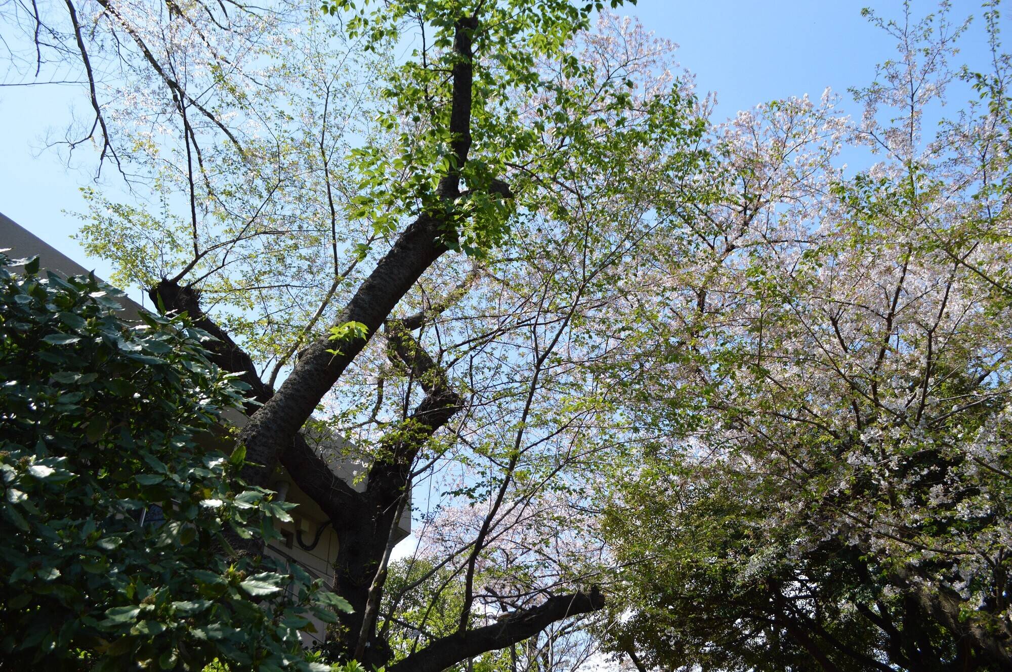 20200406オオシマザクラ③.jpg