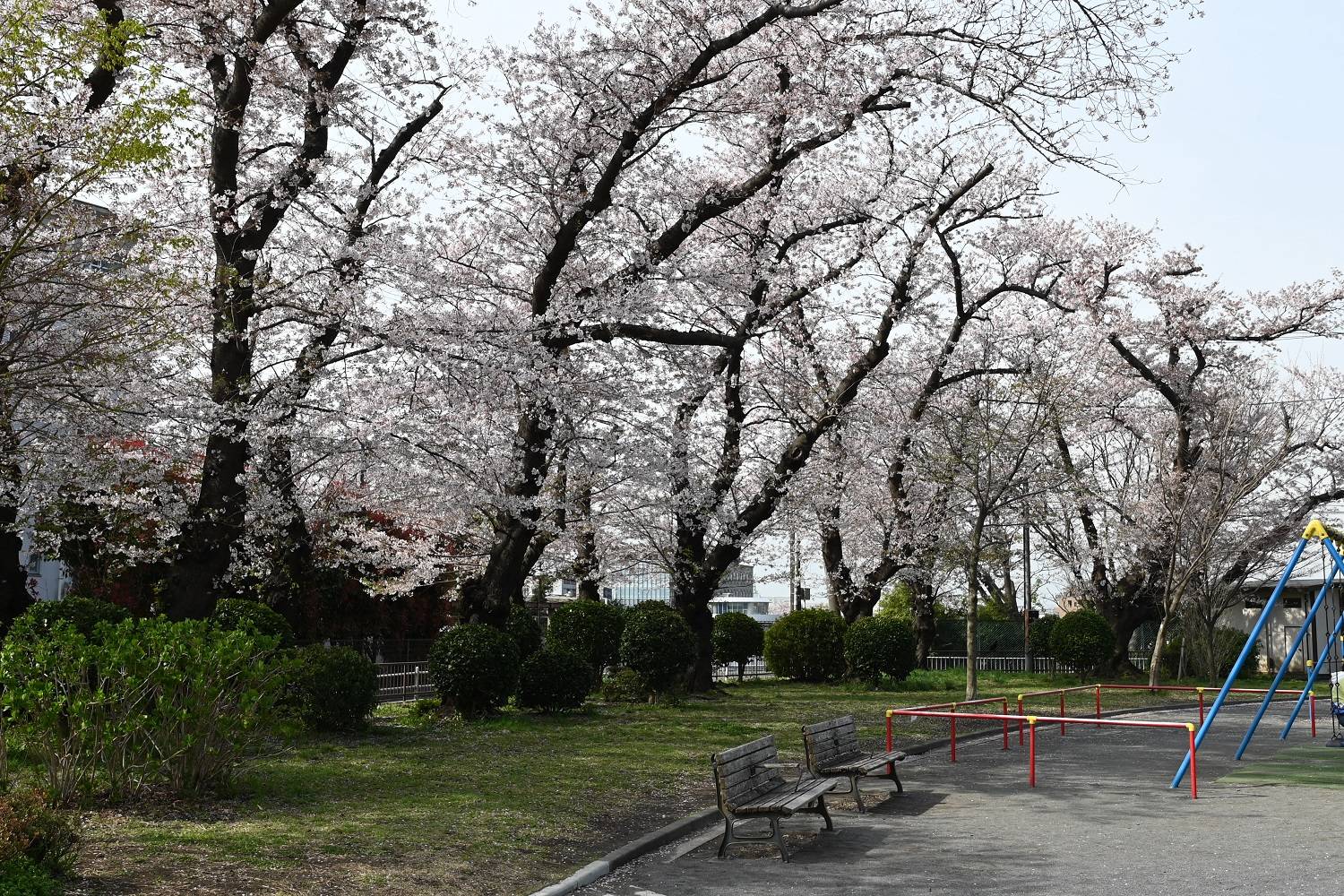 遊具広場のソメイヨシノ.jpg