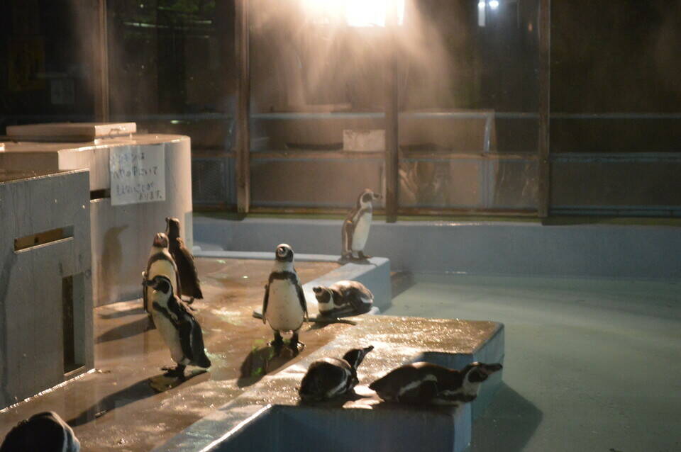 ペンギン.jpg