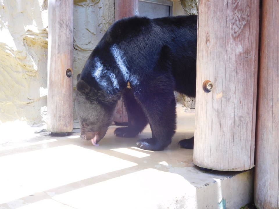 今年も恋の季節がやってきた 動物トピックス 野毛山動物園公式サイト 公益財団法人 横浜市緑の協会