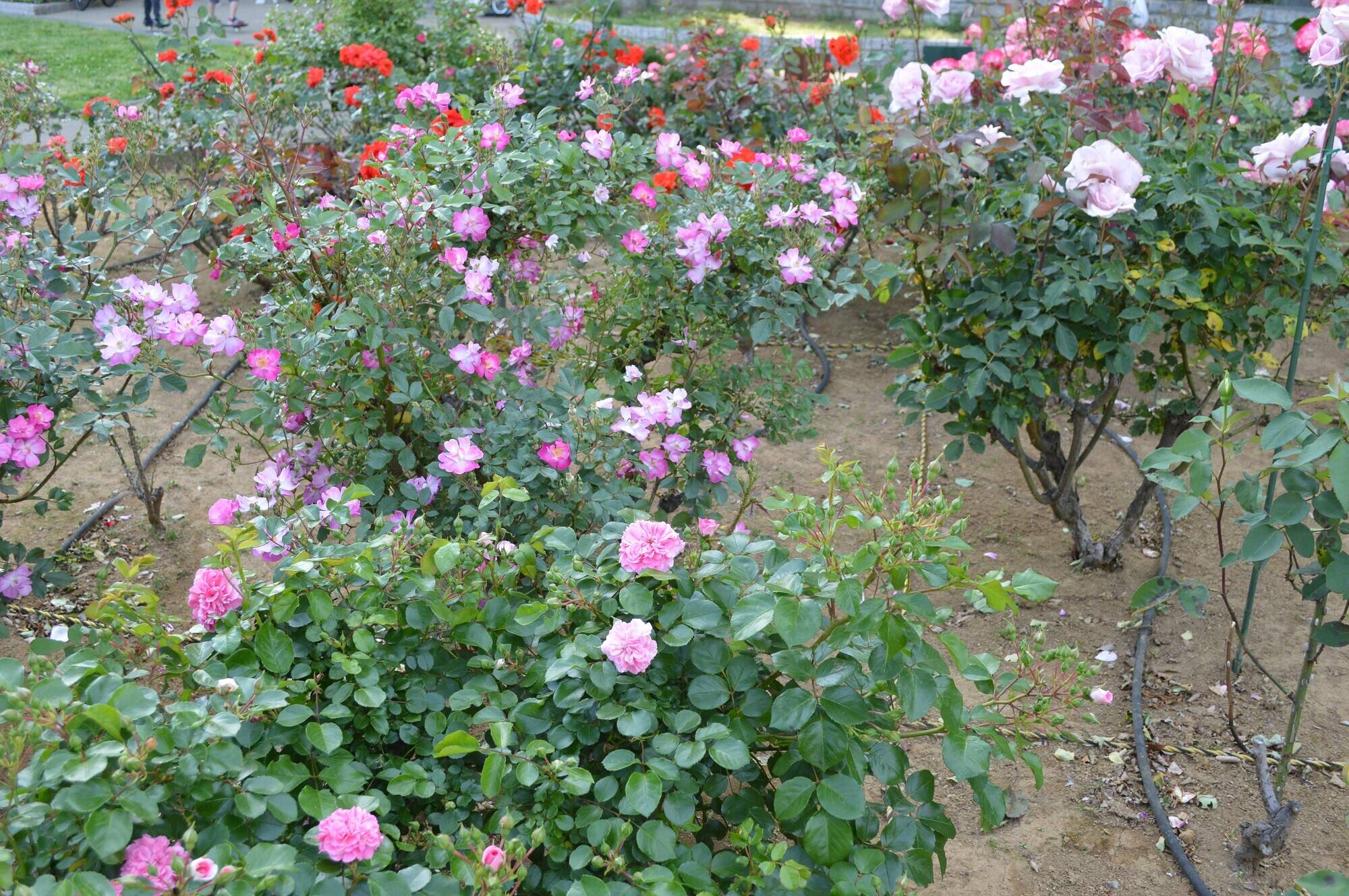 バラ園.jpg