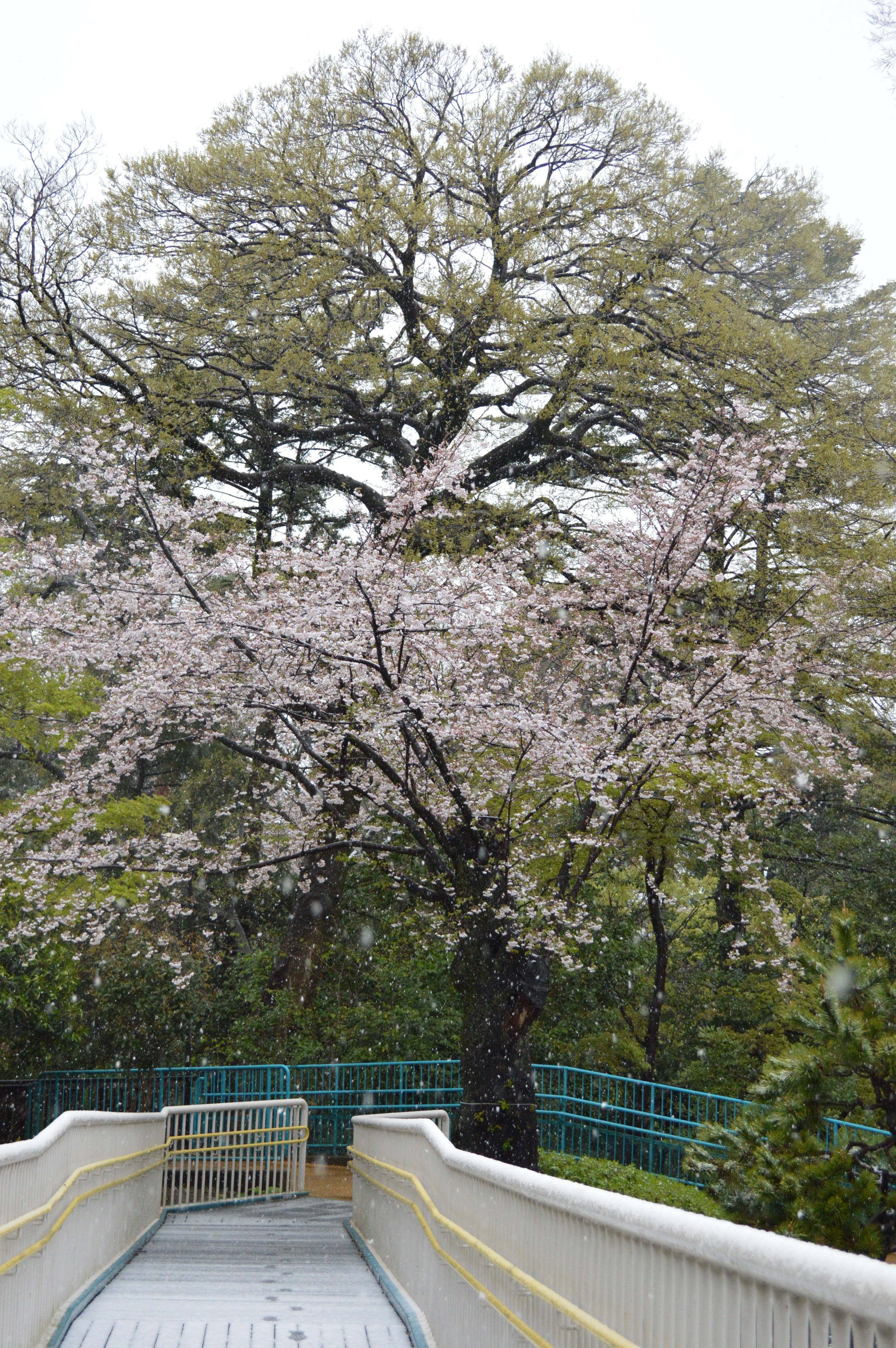 0329木橋と桜.jpg