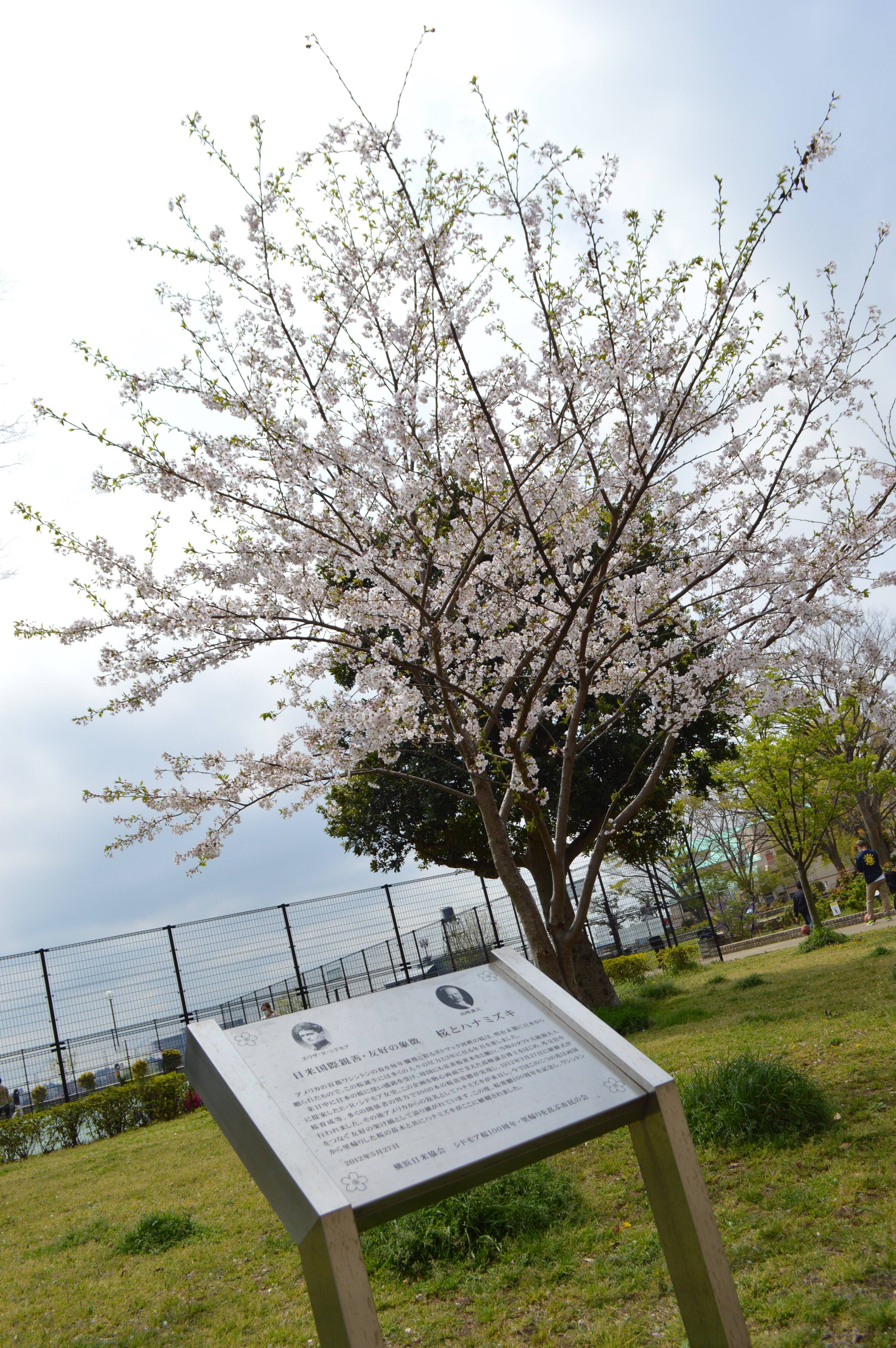 野毛山公園のシドモア桜 4月5日 桜開花 野毛山動物園公式サイト 公益財団法人 横浜市緑の協会