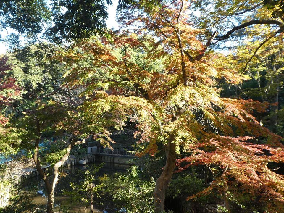 大池紅葉2021.jpg