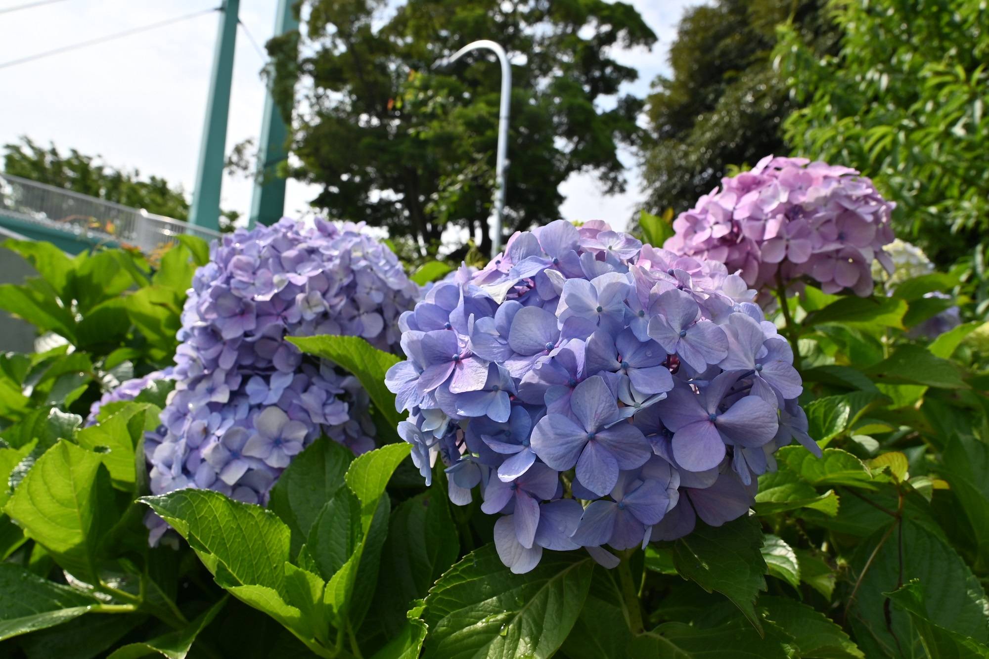 入園口セイヨウアジサイアジサイ紫ピンク色.jpg