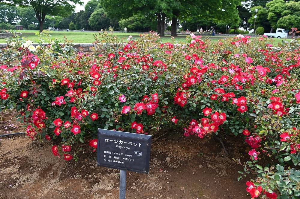 ロージカーペット.jpg