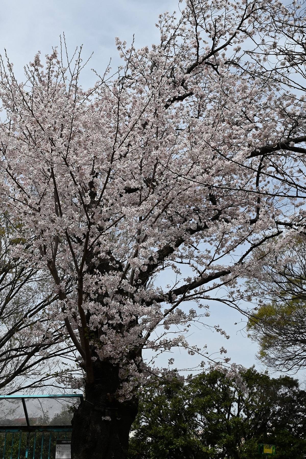 20220331　キリン前ソメイヨシノ.jpg