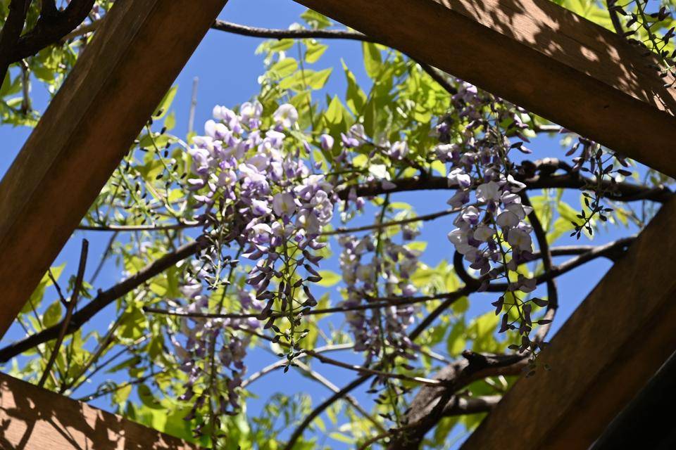 展望フジ (2).jpg