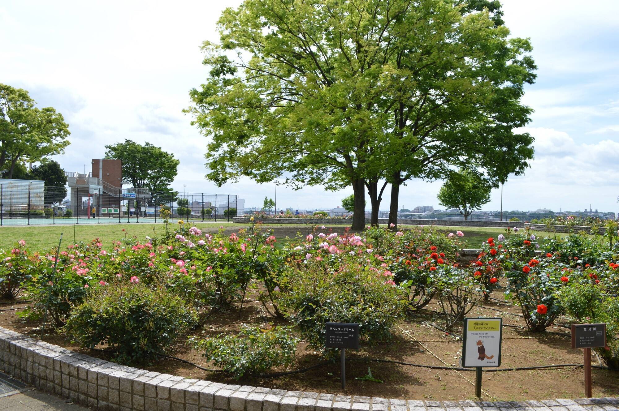展望地区バラ①.jpg