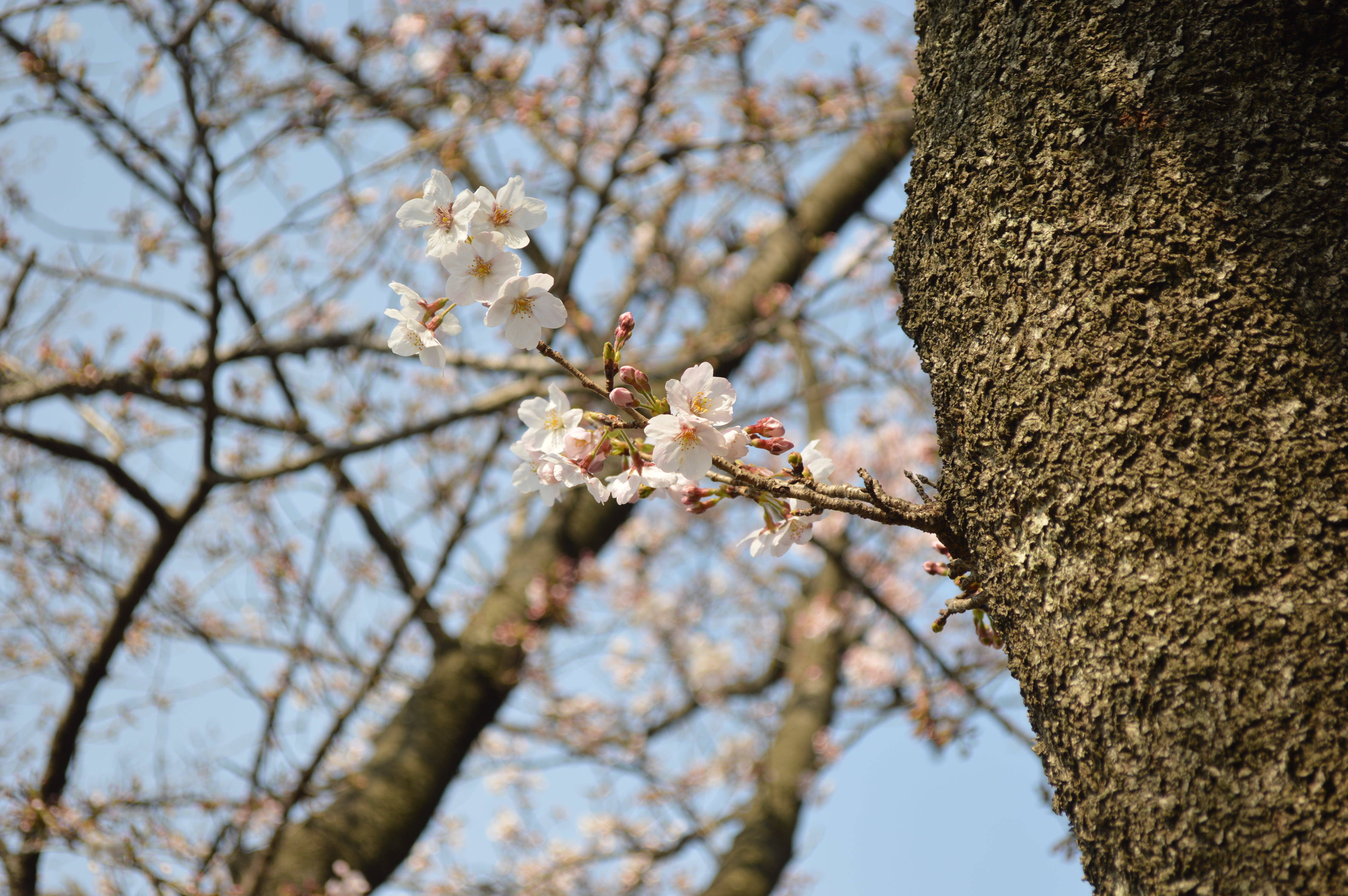 桜20170405①.jpg