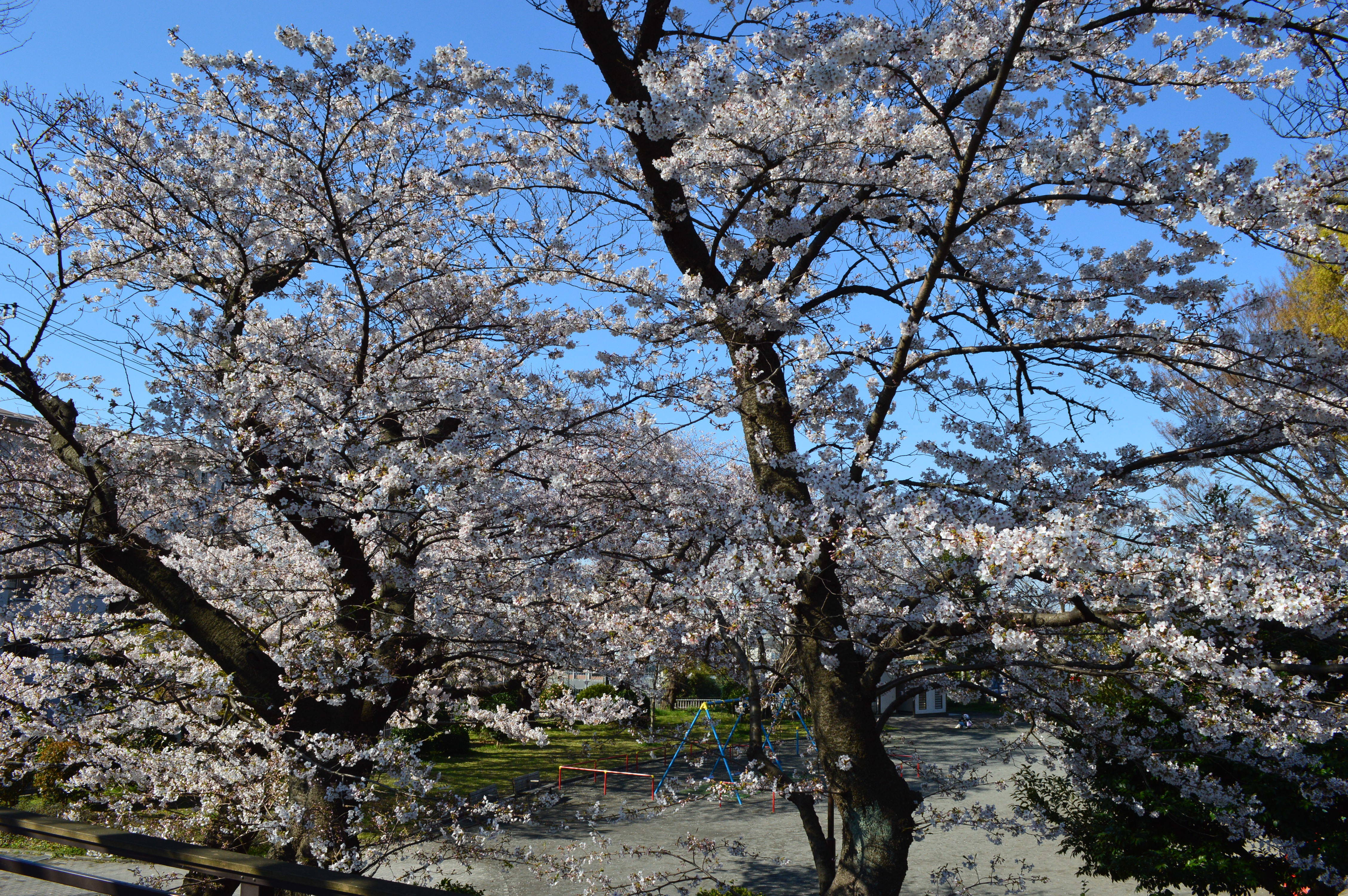 野毛山公園サクラ見頃です 展望地区 桜開花 野毛山動物園公式サイト 公益財団法人 横浜市緑の協会